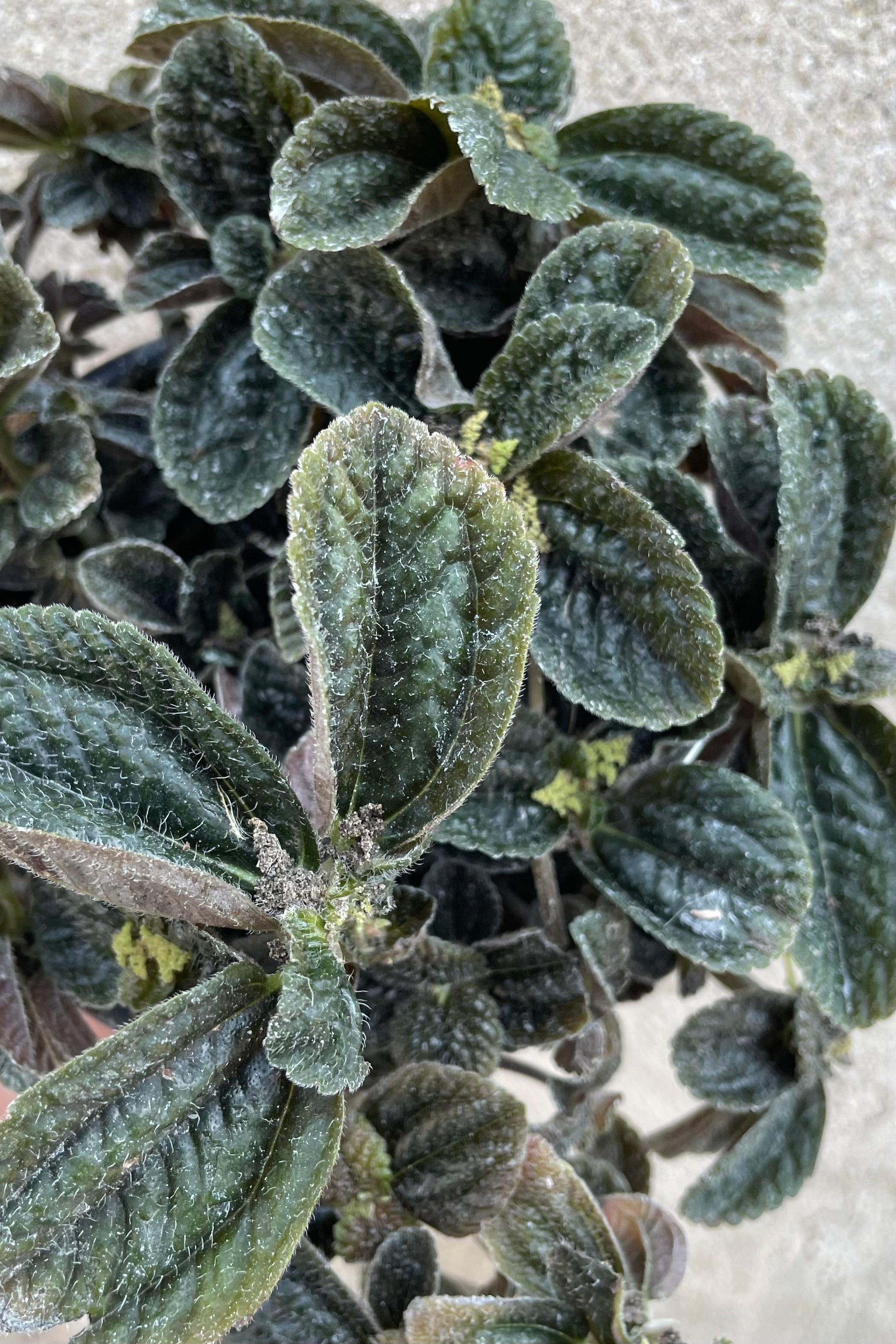 A detailed view of Pilea repens "Black Leaf" 4" against concrete backdrop
