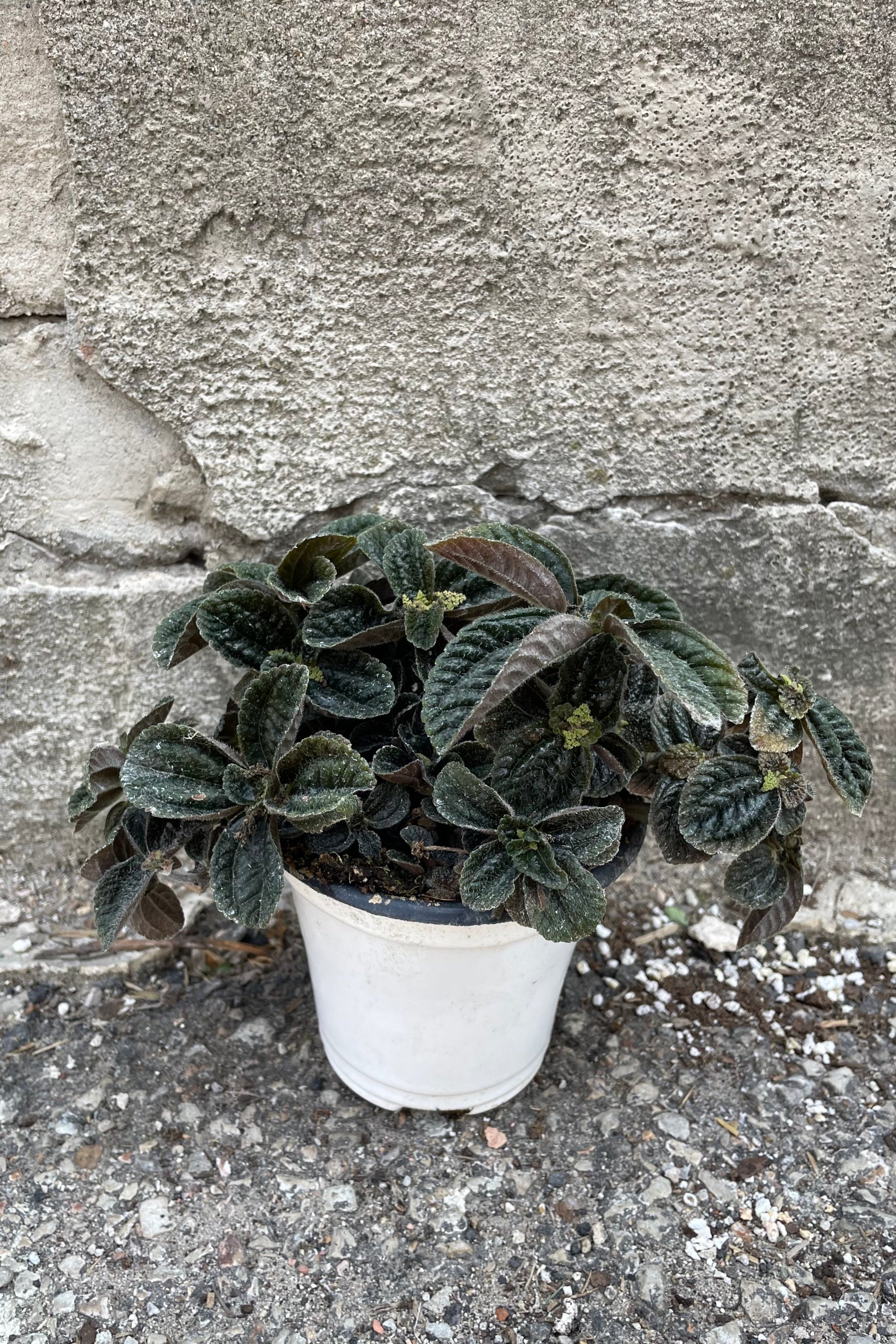 A full view of Pilea repens "Black Leaf" 4" in grow pot against concrete backdrop