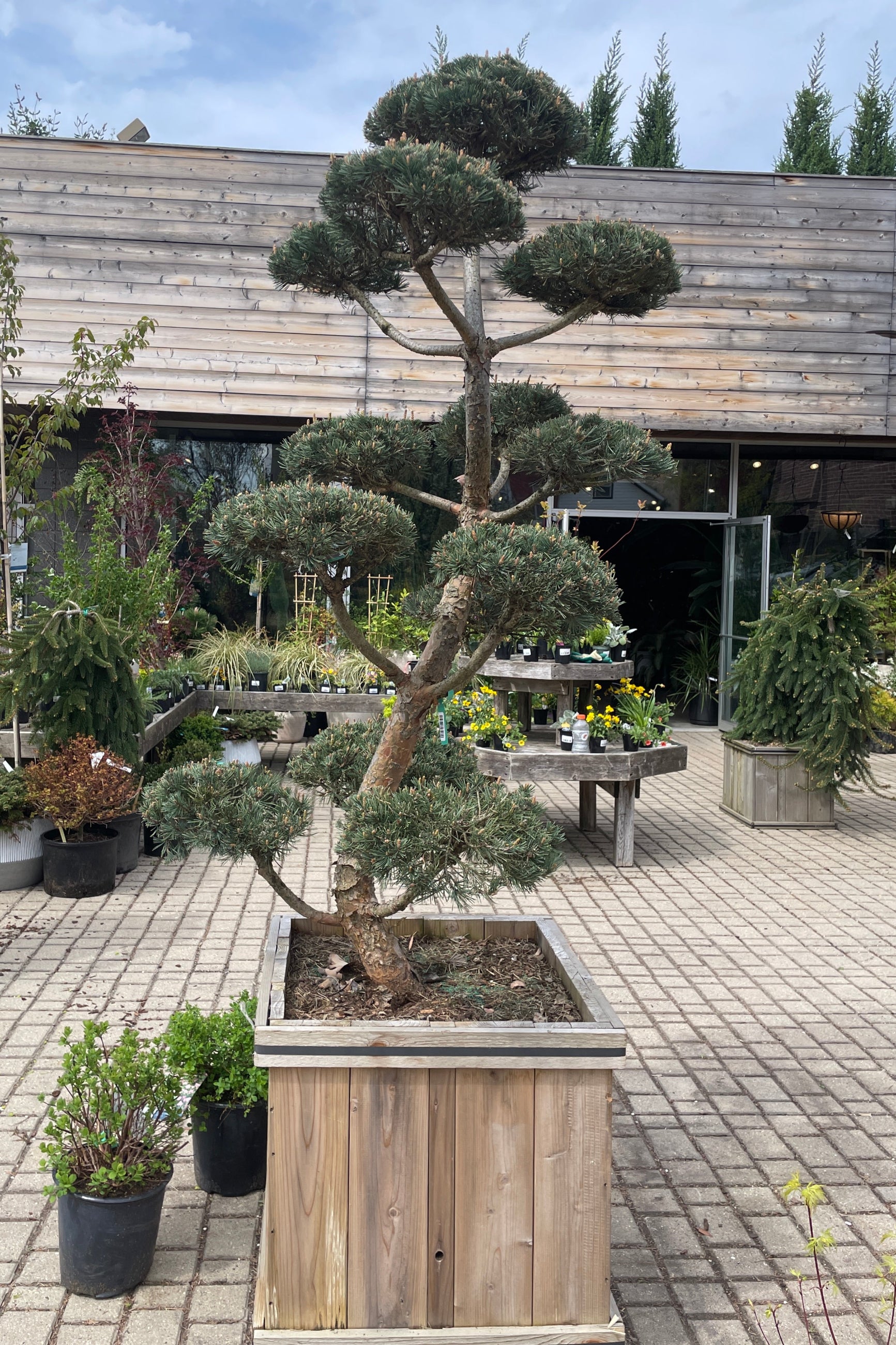 A huge Pinus 'Bonna' in a #24 cedar square container standing tall the middle of April in the Sprout-home yard.  ©Sprout Home