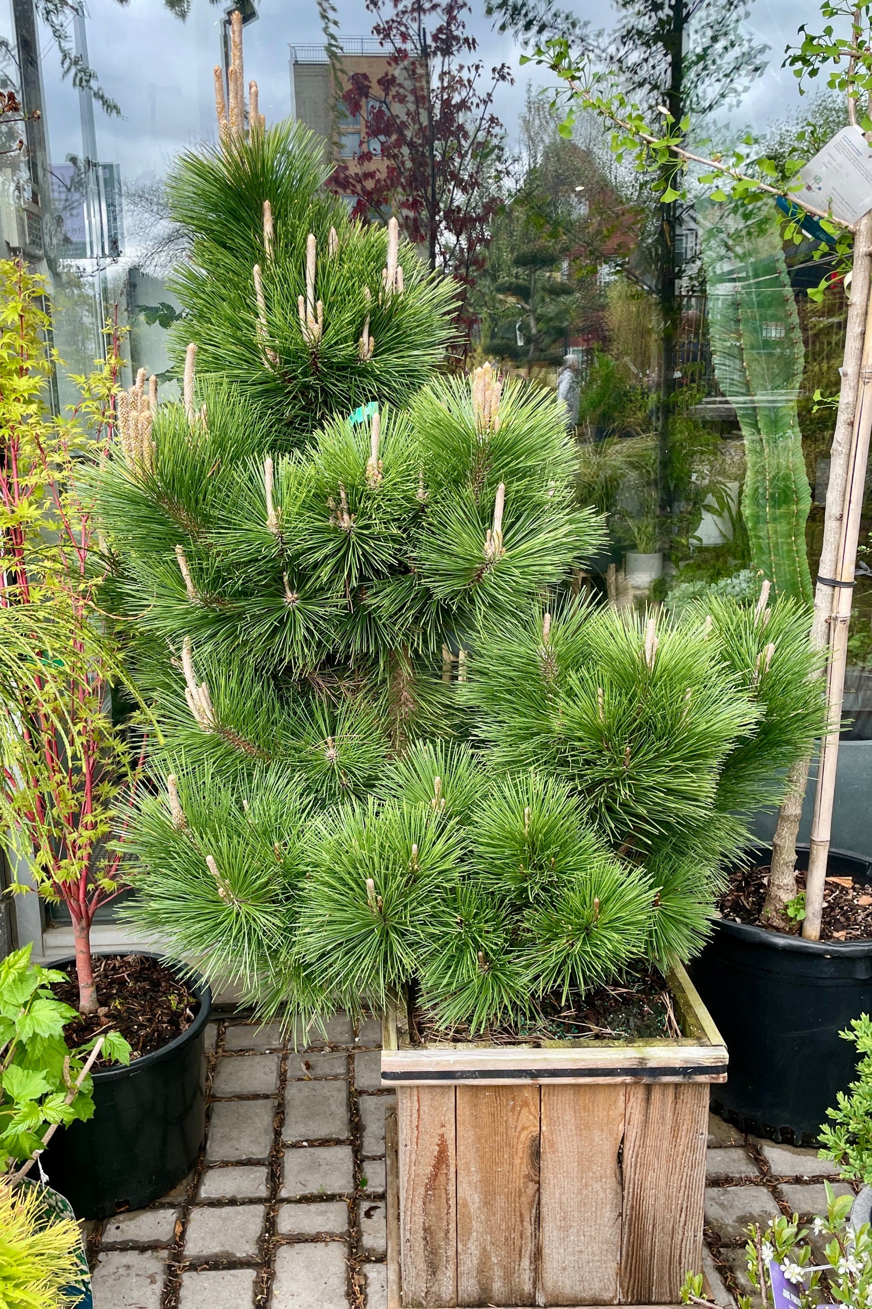 A Pinus 'Thunderhead' in a #15 cedar box the end of April in the Sprout-home yard.  ©Sprout Home
