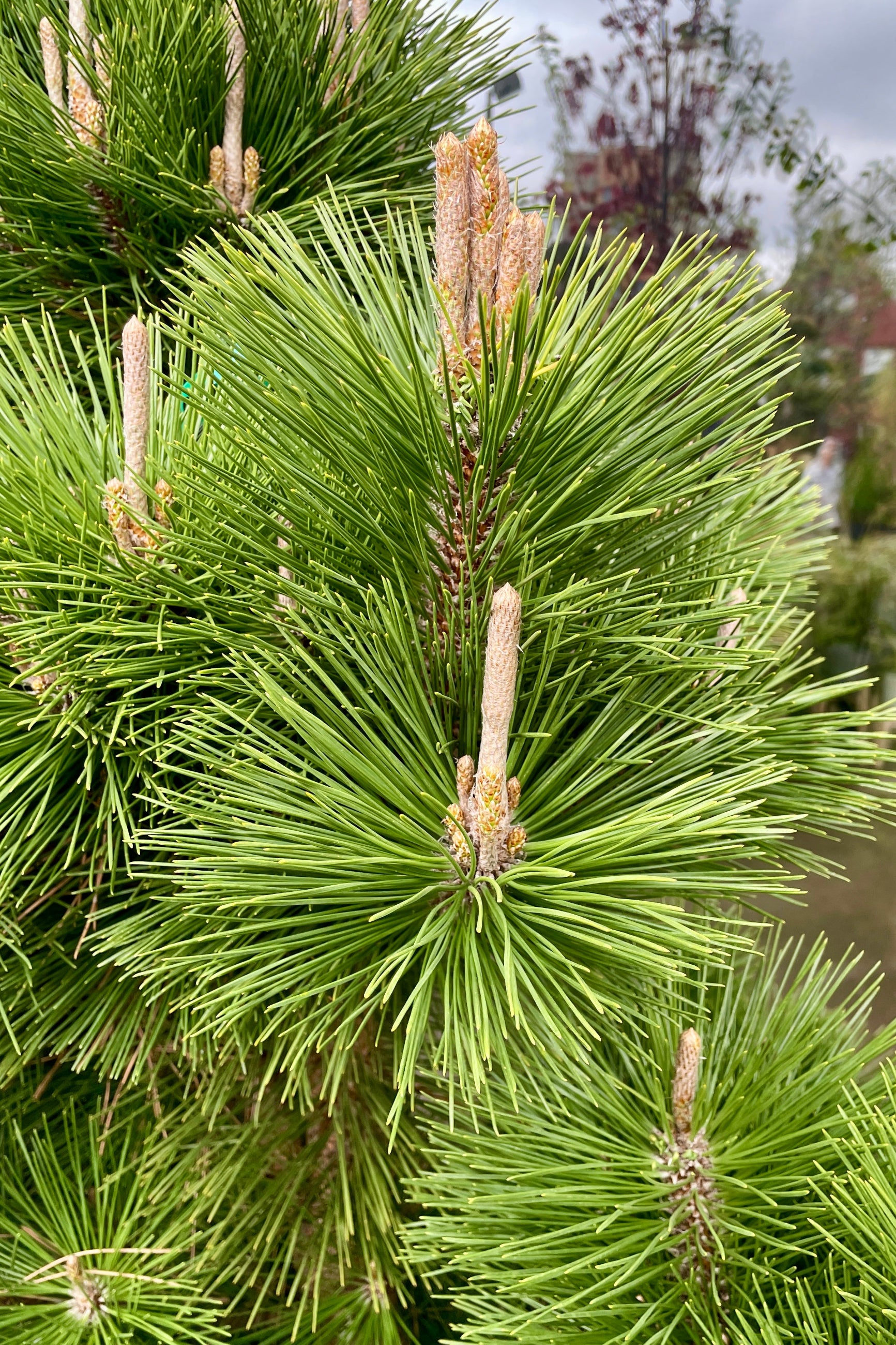 Up close picture of the candles and needles the end of April on the 'Thunderhead Pine.  ©Sprout Home