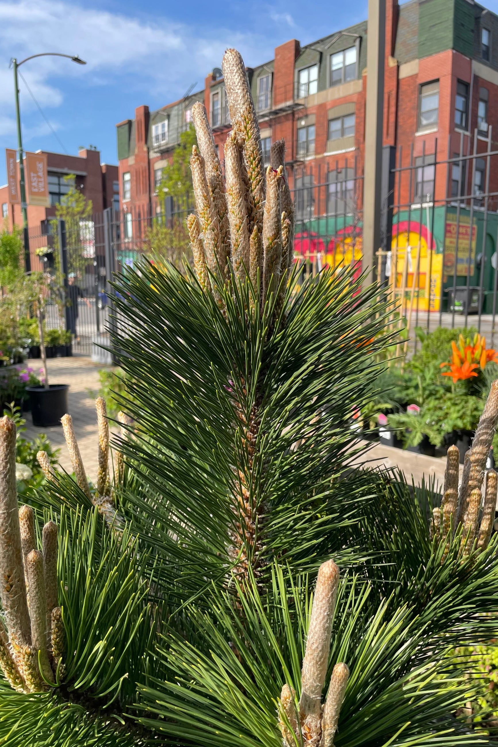 A detail shot of the candles and green foliage of the Pinus 'Thunderhead' in the beginning of May in the Sprout-home yard with a neighbors building in the background.  ©Sprout Home