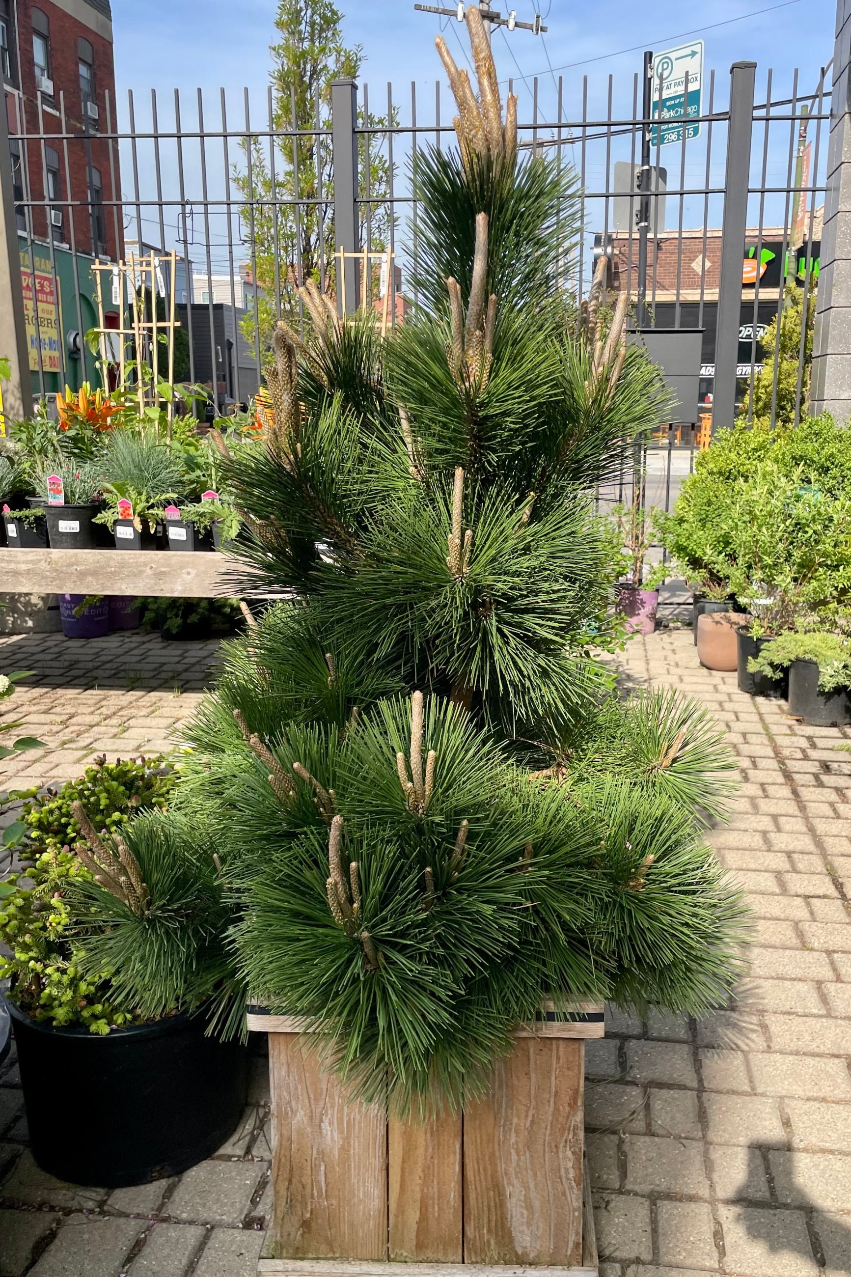 Pinus 'Thunderhead' in a #15 wood growers box standing tall with its candles and fresh green foliage the beginning of May in the Sprout-home yard ©Sprout Home
