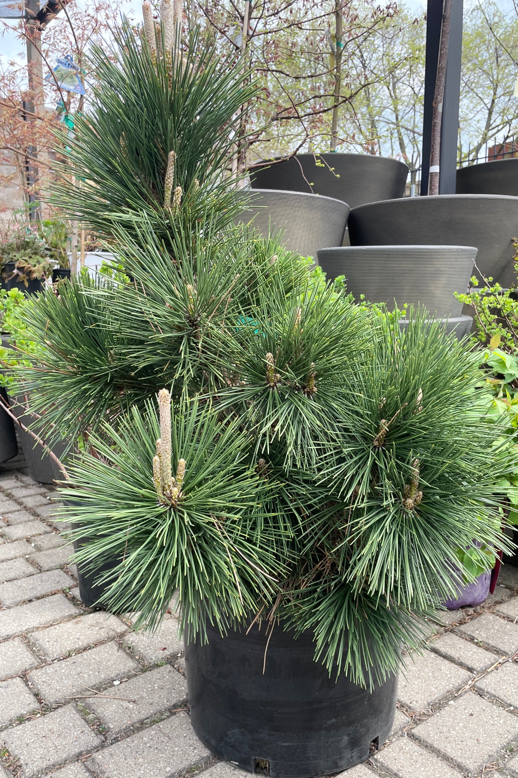 Pinus 'Thunderhead' in a #6 growers pot in April in the Sprout-home yard.  ©Sprout Home ©Sprout Home