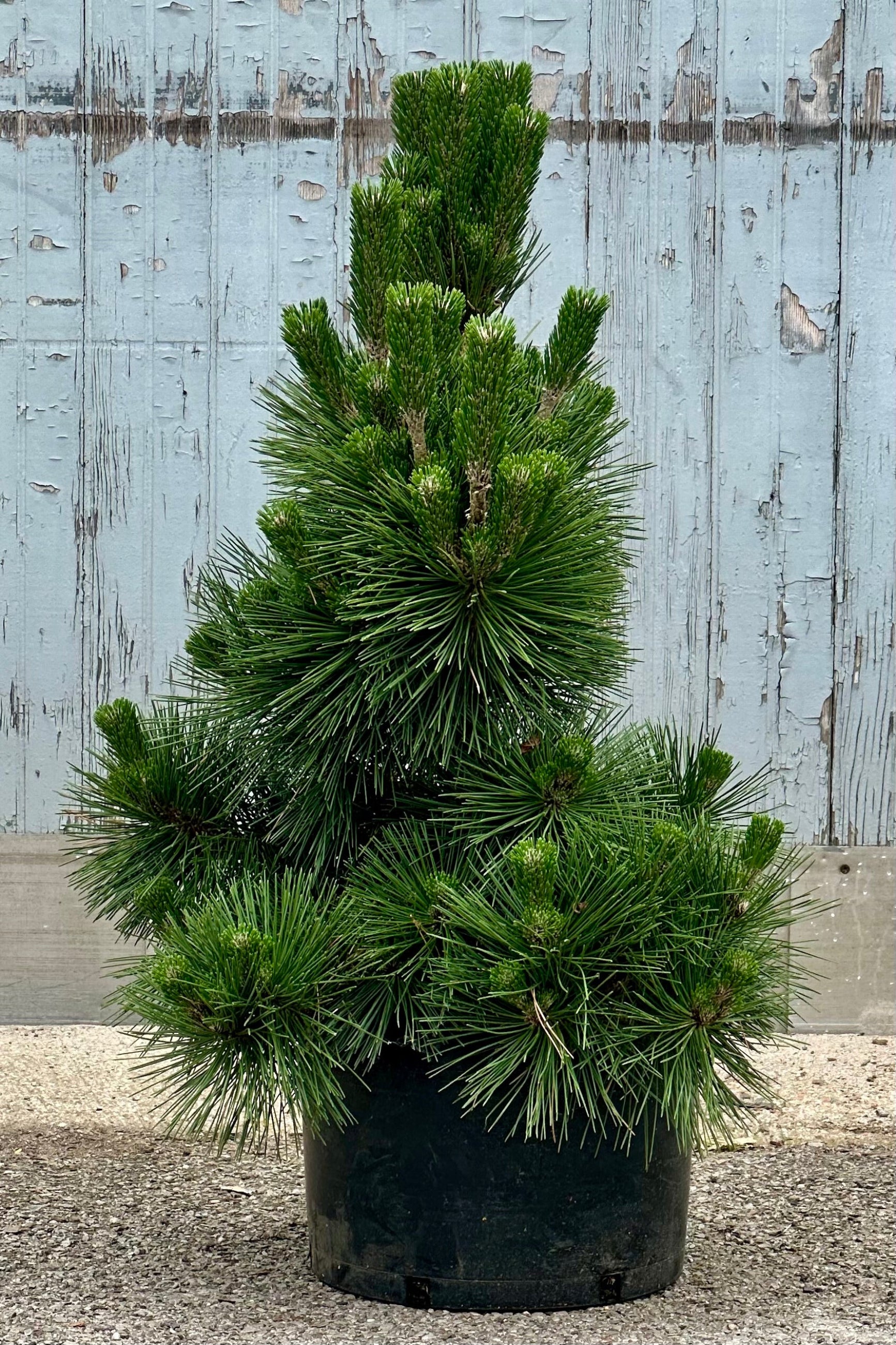 Pinus 'Thunderhead' in a #6 growers pot the beginning of June  ©Sprout Home