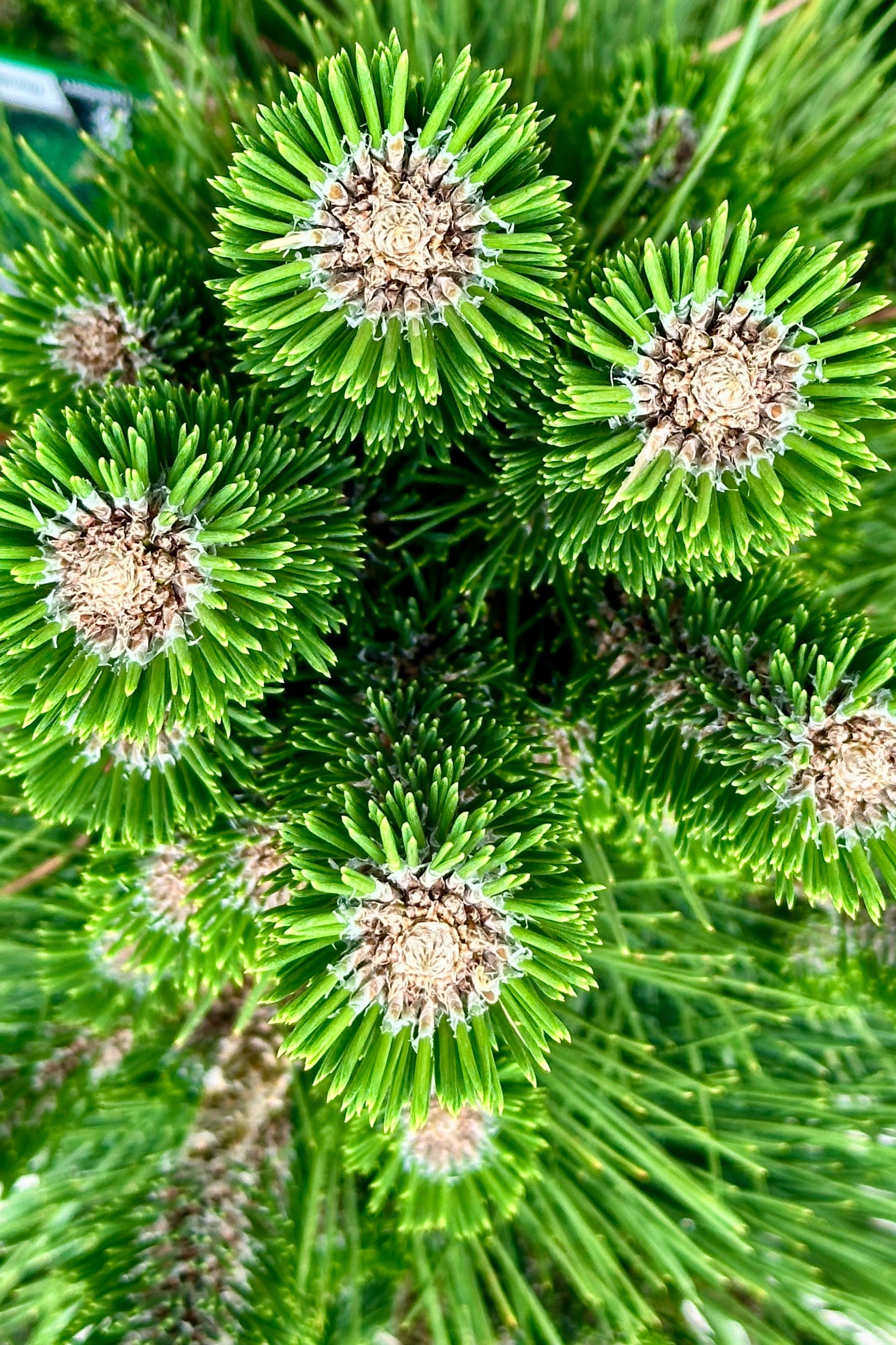 The evergreen needles close up PInus 'Thunderhead' the beginning of June ©Sprout Home