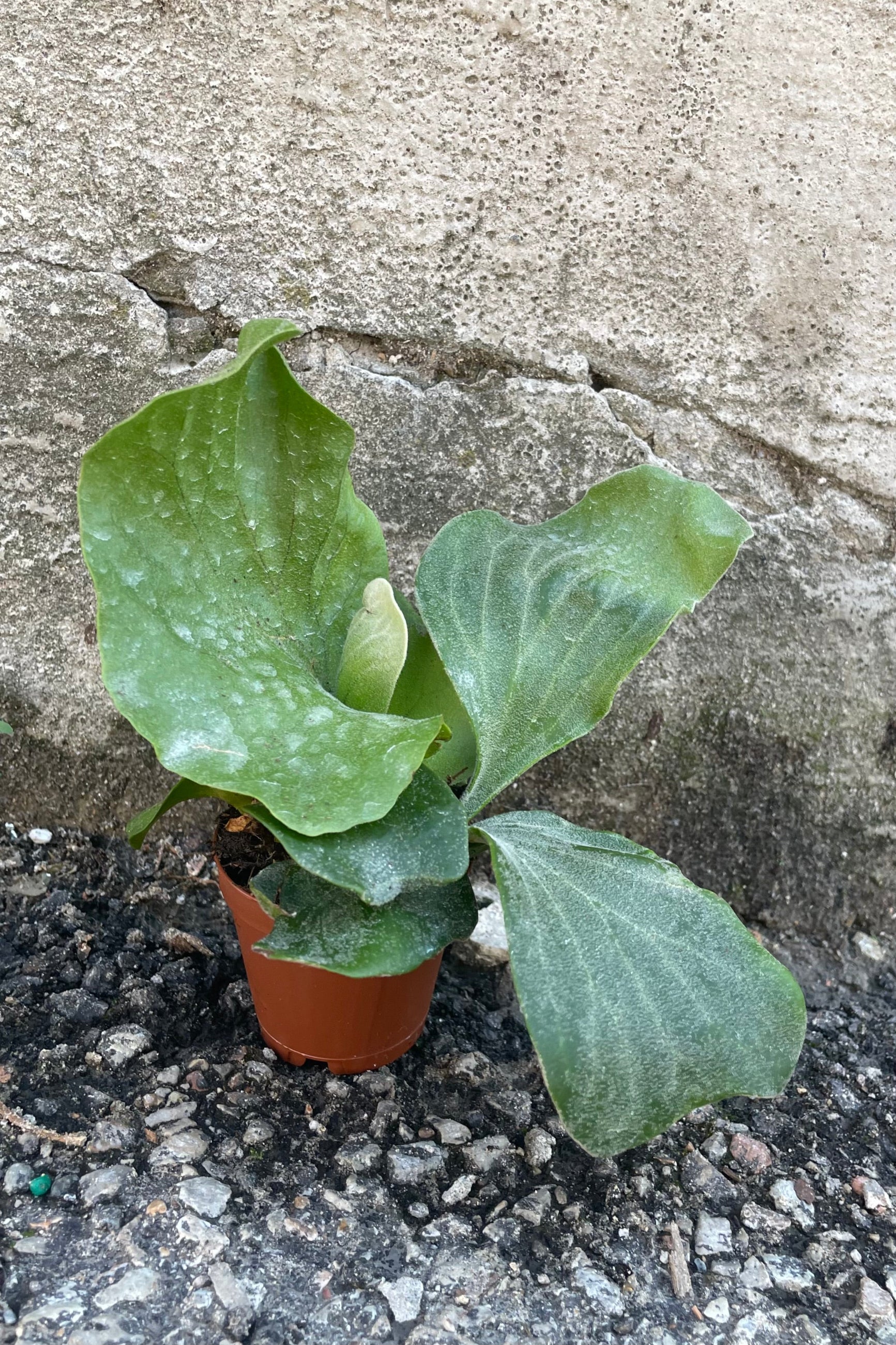 2" growers pot of the Platycerium elephantotis against a concrete wall. 