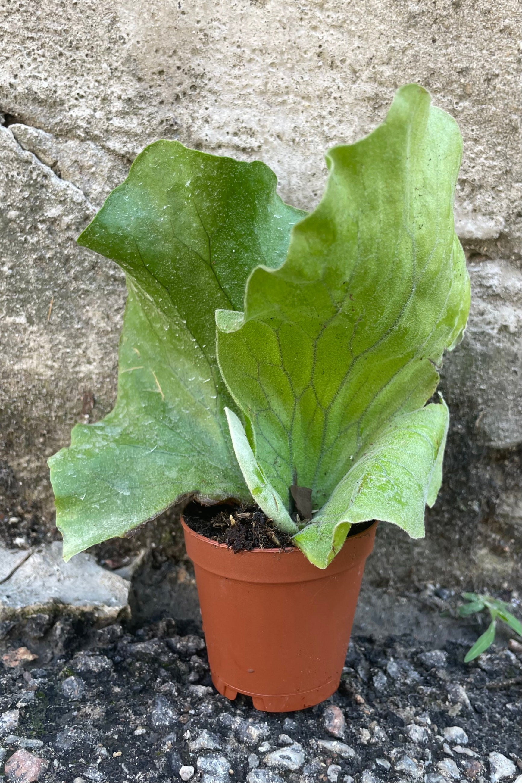 Platycerium elephantotis in a 2" growers pot with its deer ear like leaves. 