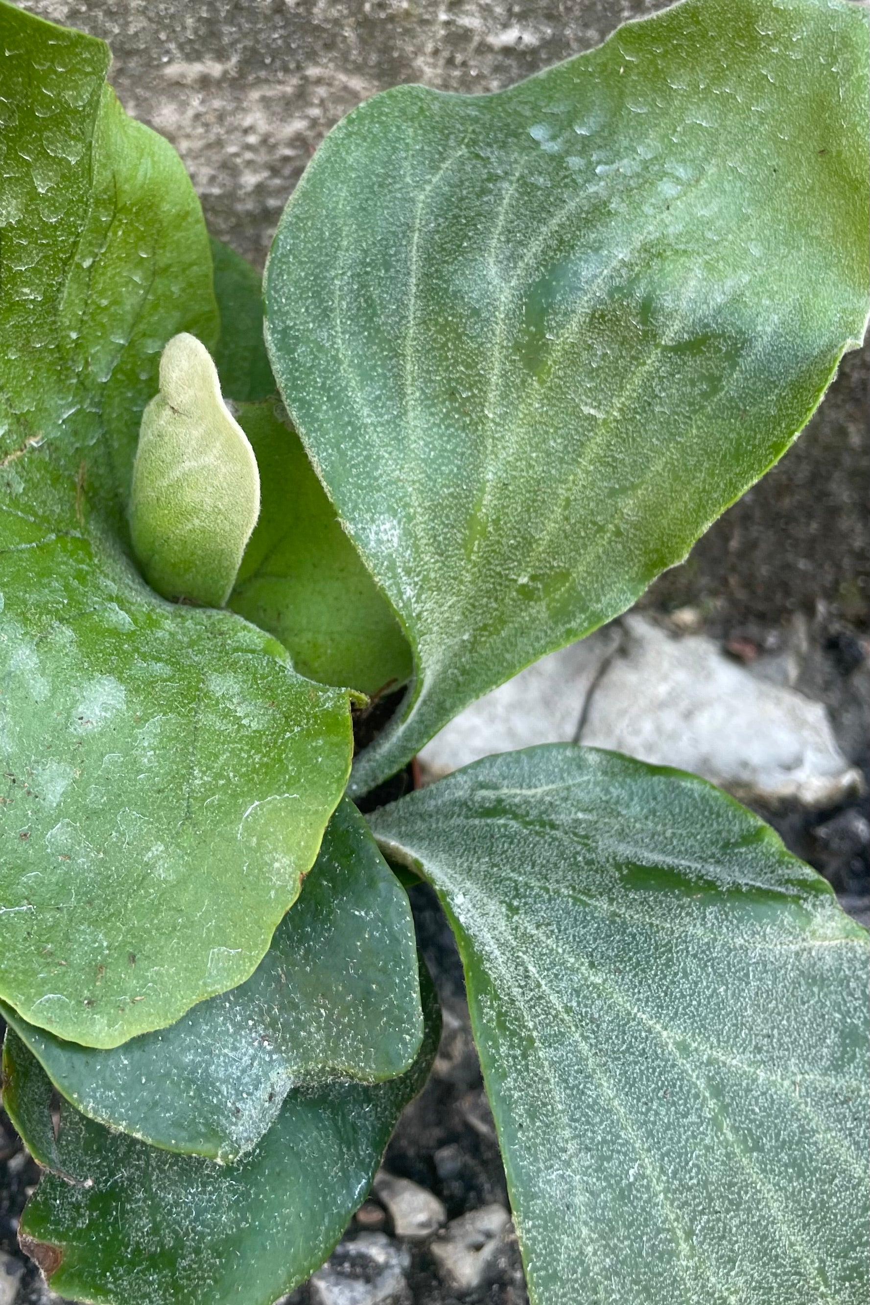 Up close picture of the large antler like leaves of the Platycerium elephantotis