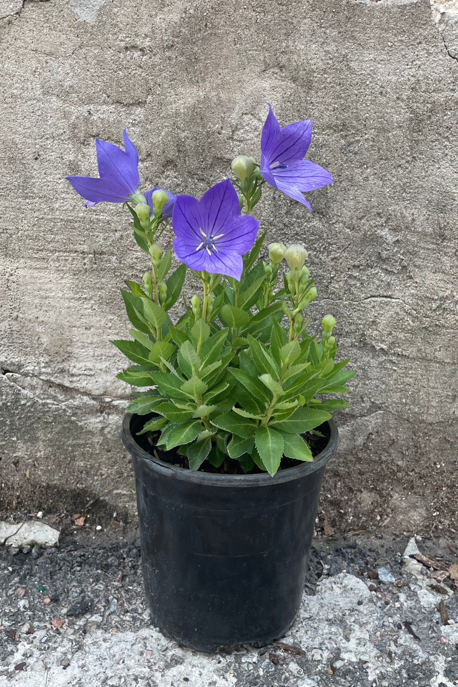 Platycodon 'Sentimental Blue' in a #1 growers pot the beginning of July in bud and bloom. ©Sprout Home