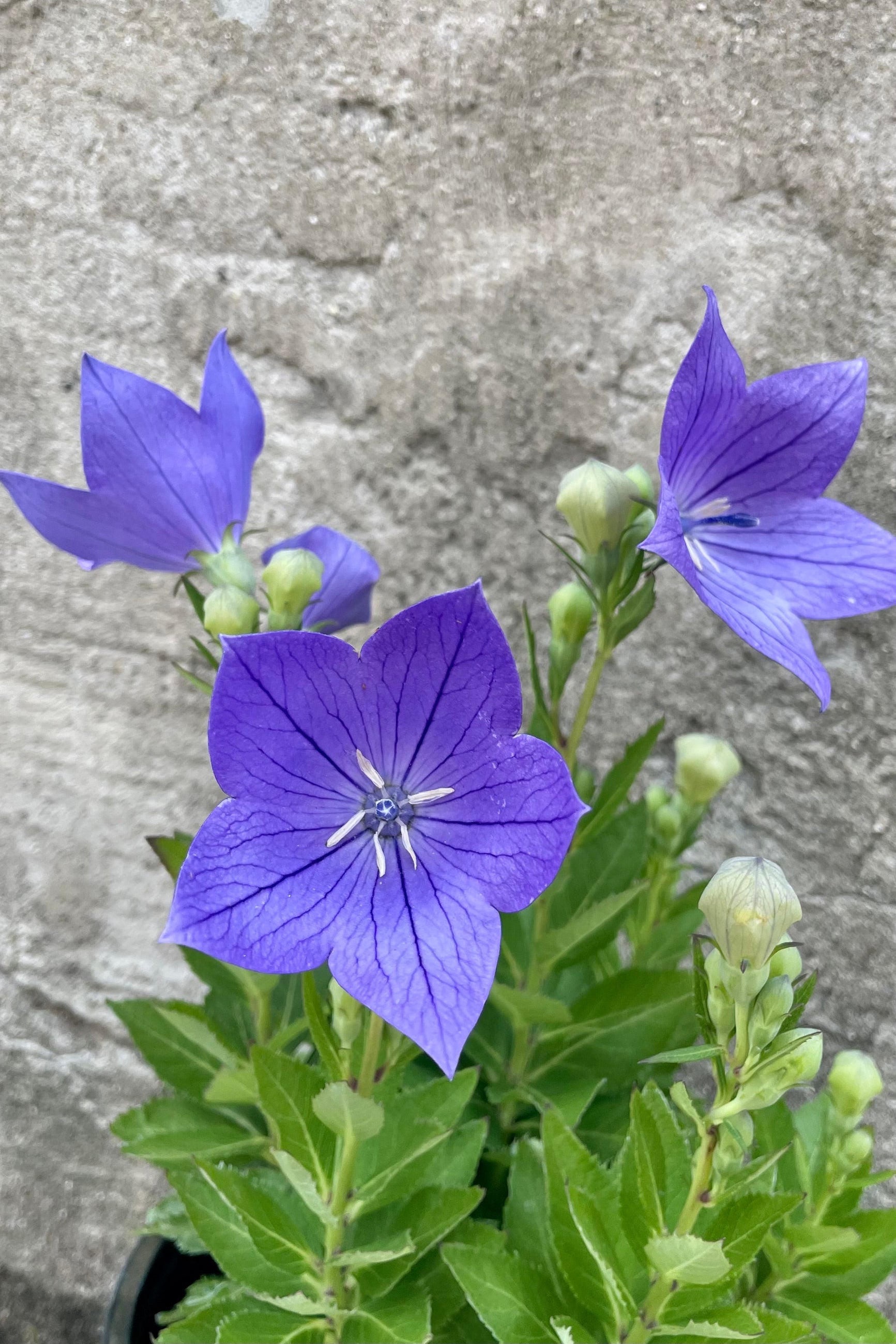 The balloon shaped bud and purple periwinkle flowers of Platycodon 'Sentimental Blue' the beginning of July.  ©Sprout Home