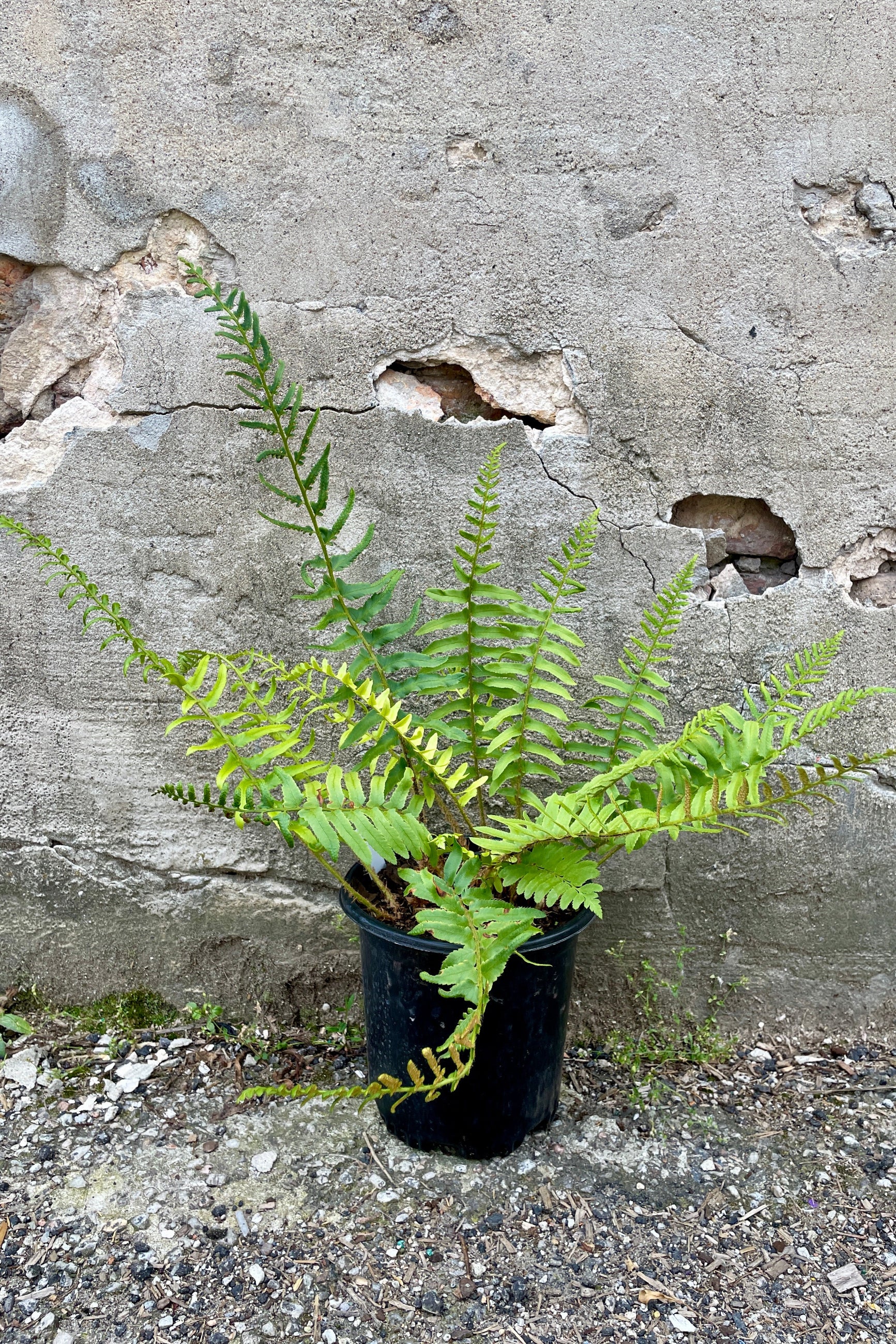 Polystichum acrostichoides in a #1 growers pot the end of May with its from stretching far away from the container.  ©Sprout Home