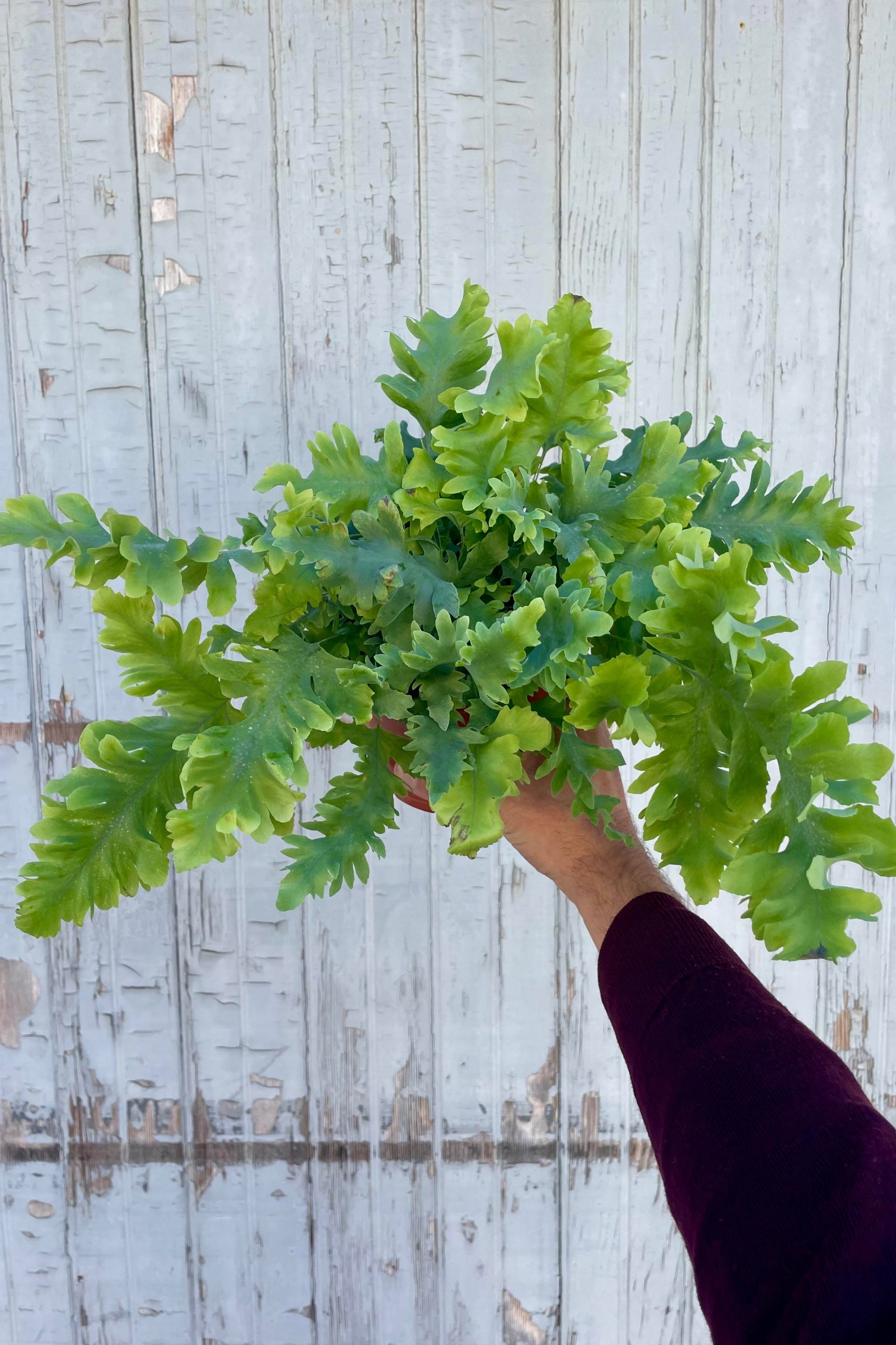 Photo of a hand holding a fern with undulating blue-green leaves against a gray wall.  Polypodium 'Davana'