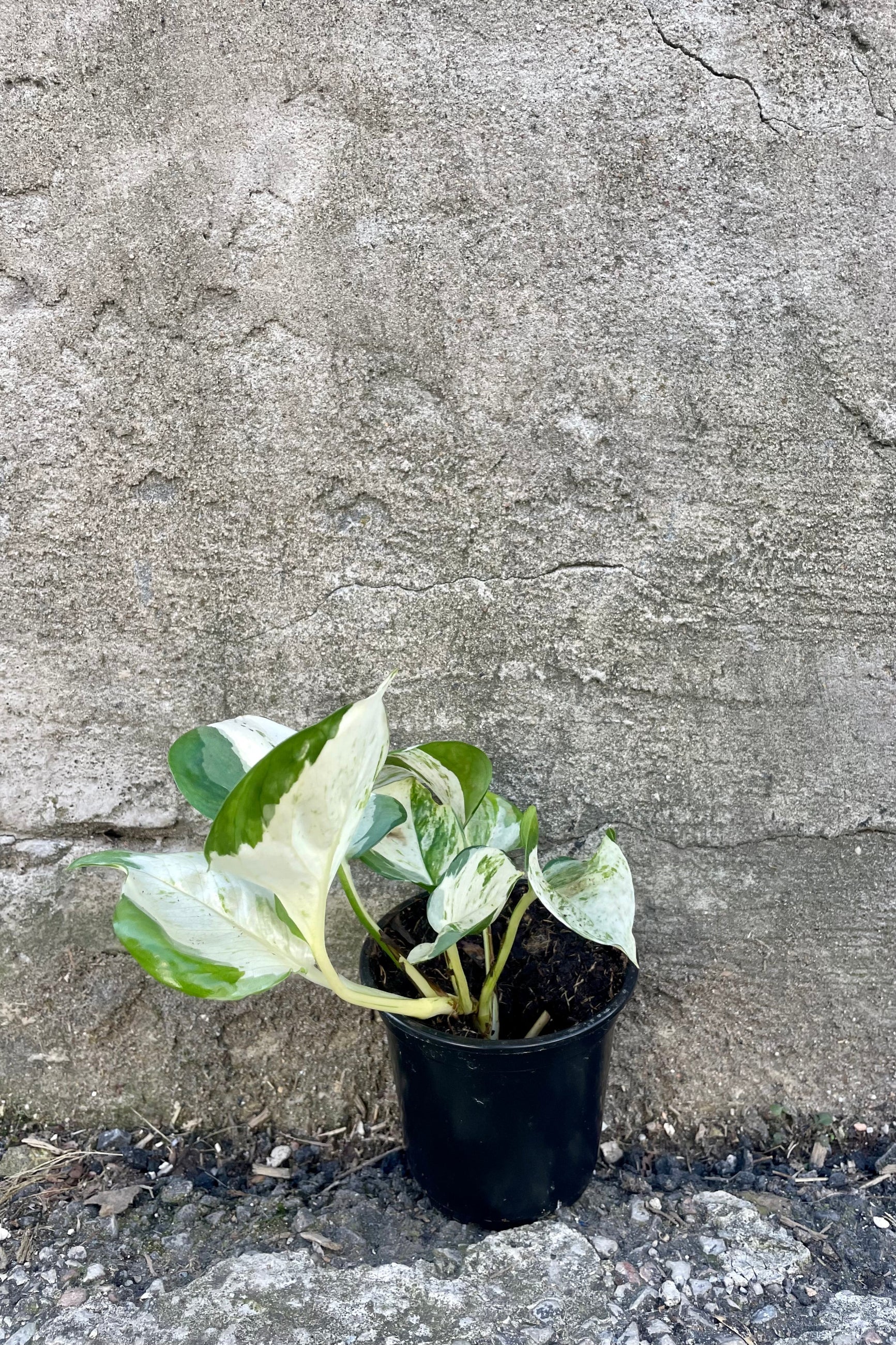 Photo of Pothos Epipremnum 'Manjula' in a black pot against a cement wall.