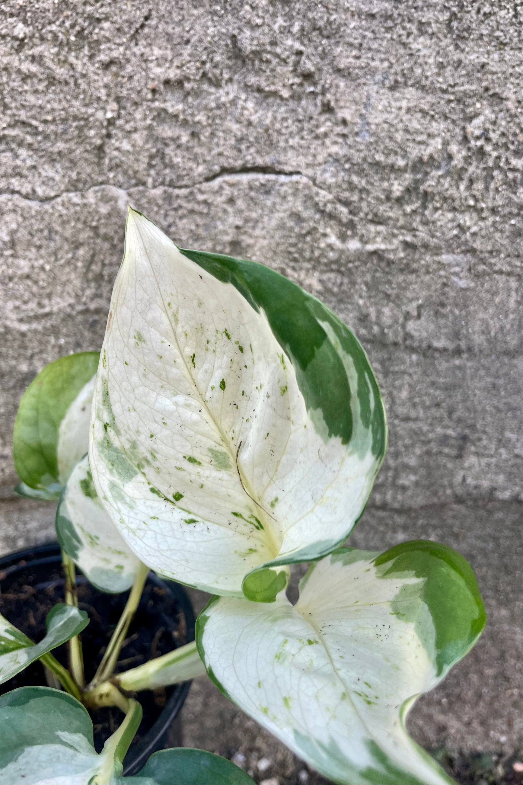 Close photo of white and green patterned leaves of Pothos Epipremnum 'Manjula' against a cement wall.