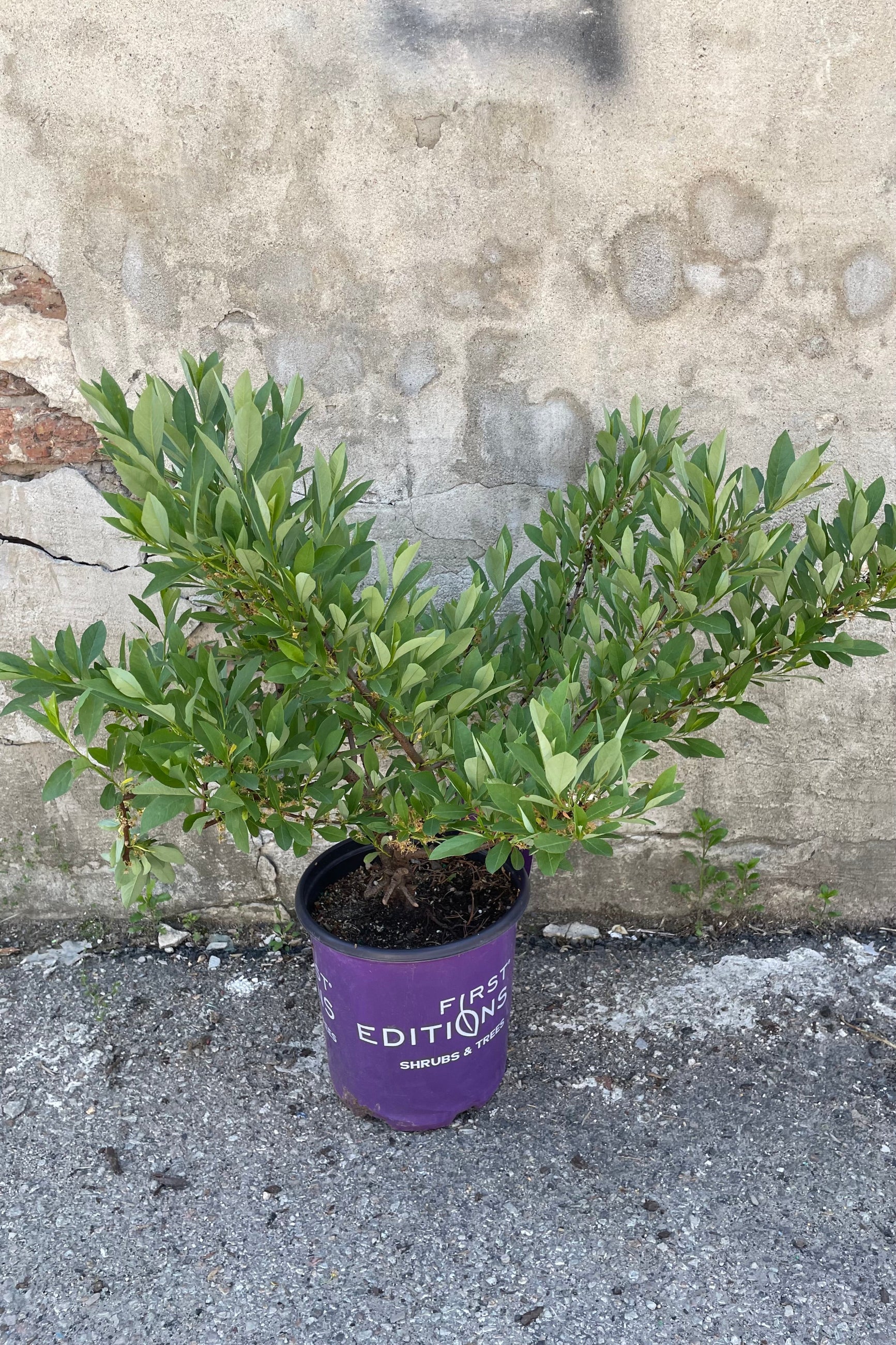 Prunus 'Jade Parade' in a #2 pot middle of May after bloom showing the abundant green ovate leaves in front of a concrete wall.    ©Sprout Home