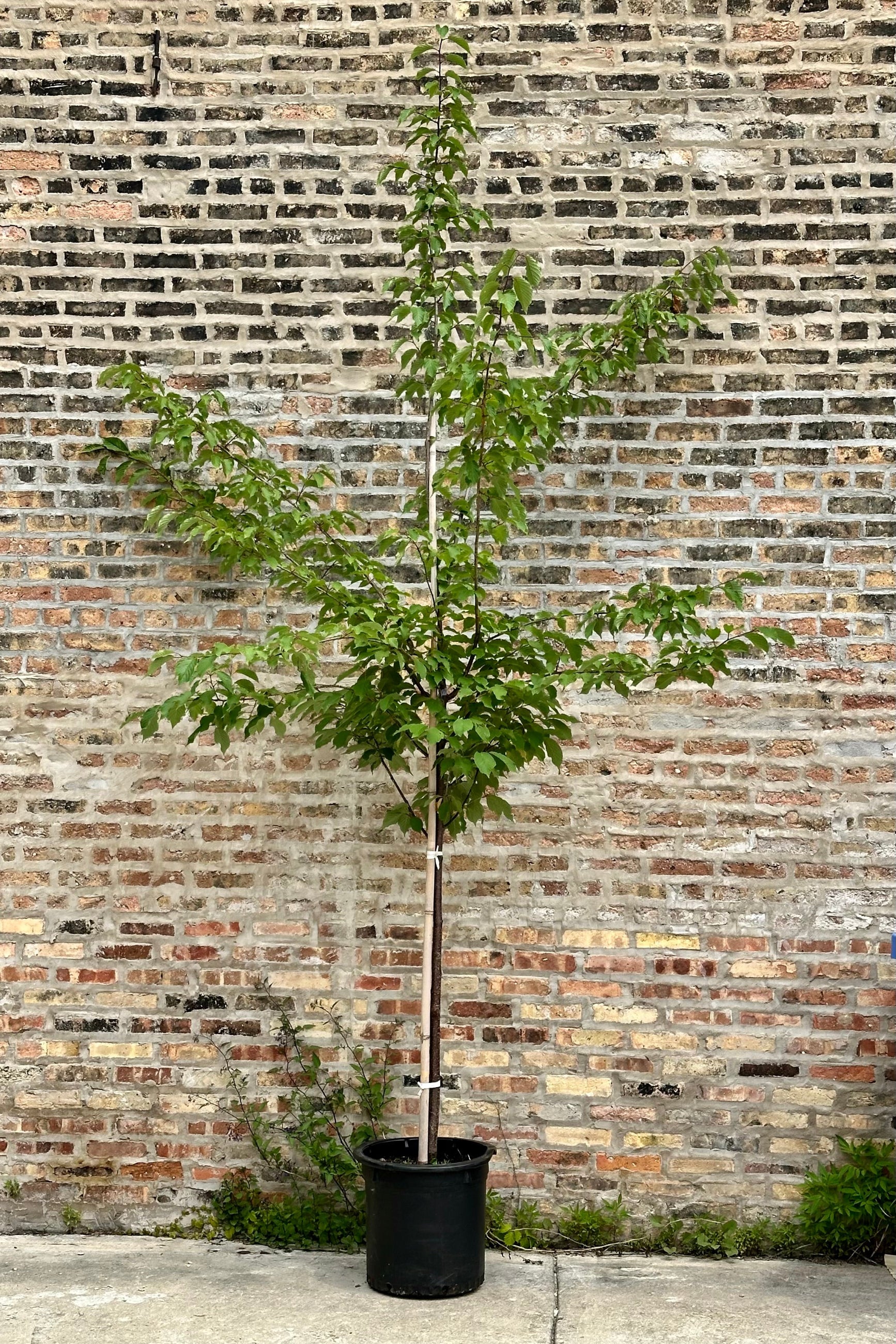 Prunus 'Spring Wonder' the beginning of June with it green leaves and in a #10 growers pot against a brick wall.  ©Sprout Home