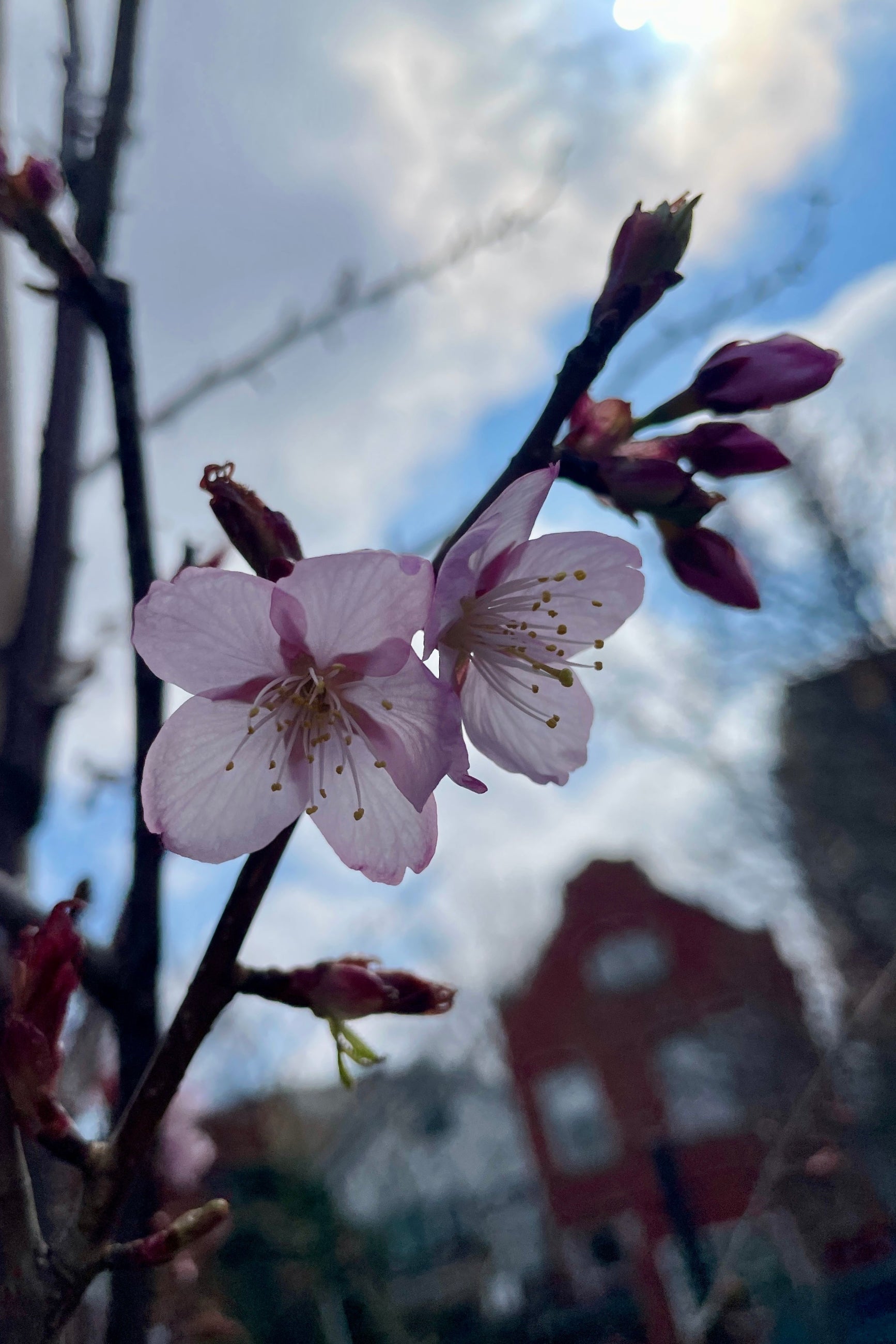 The sweet light pink flowers of the Prunus 'Spring Wonder' the first day of April in the Sprout-home yard.  ©Sprout Home