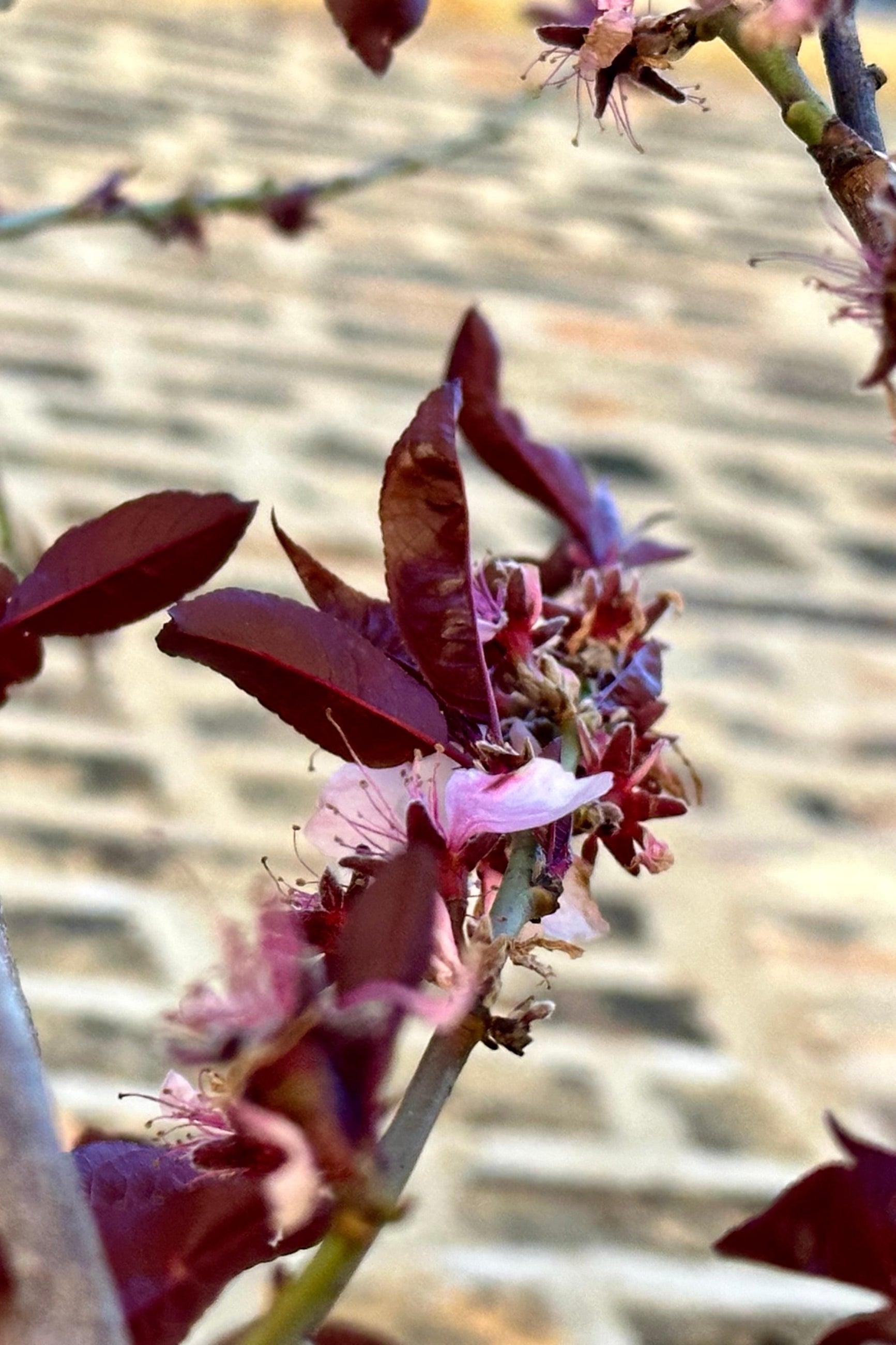 Pink flower and burgundy spring leaves on the Prunus 'Corinthian Rose' tree the end of April.    ©Sprout Home