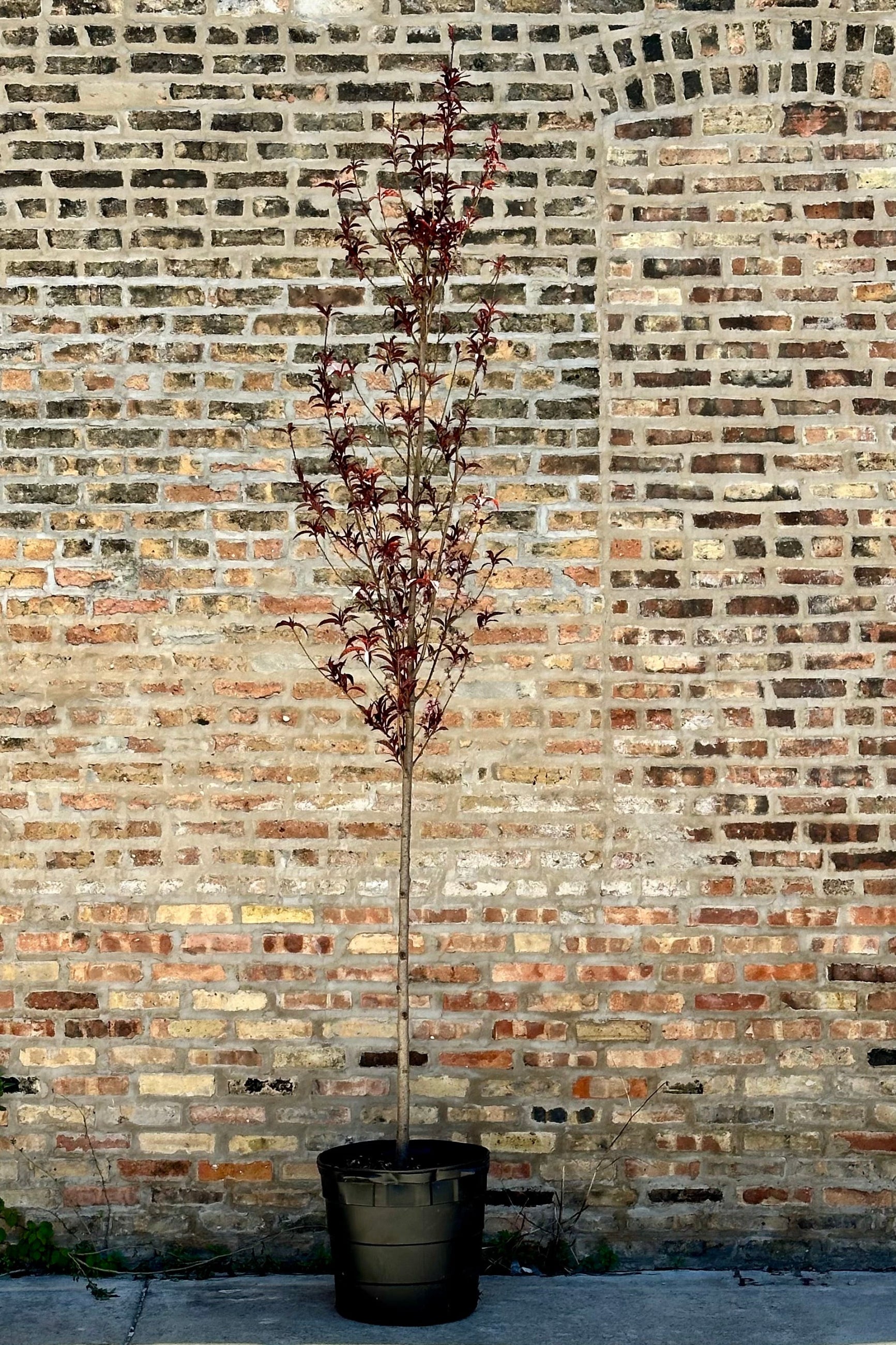 Prunus 'Corinthian Rose' with fresh new leaves the end of April in a #10 growers pot at Sprout-home.    ©Sprout Home