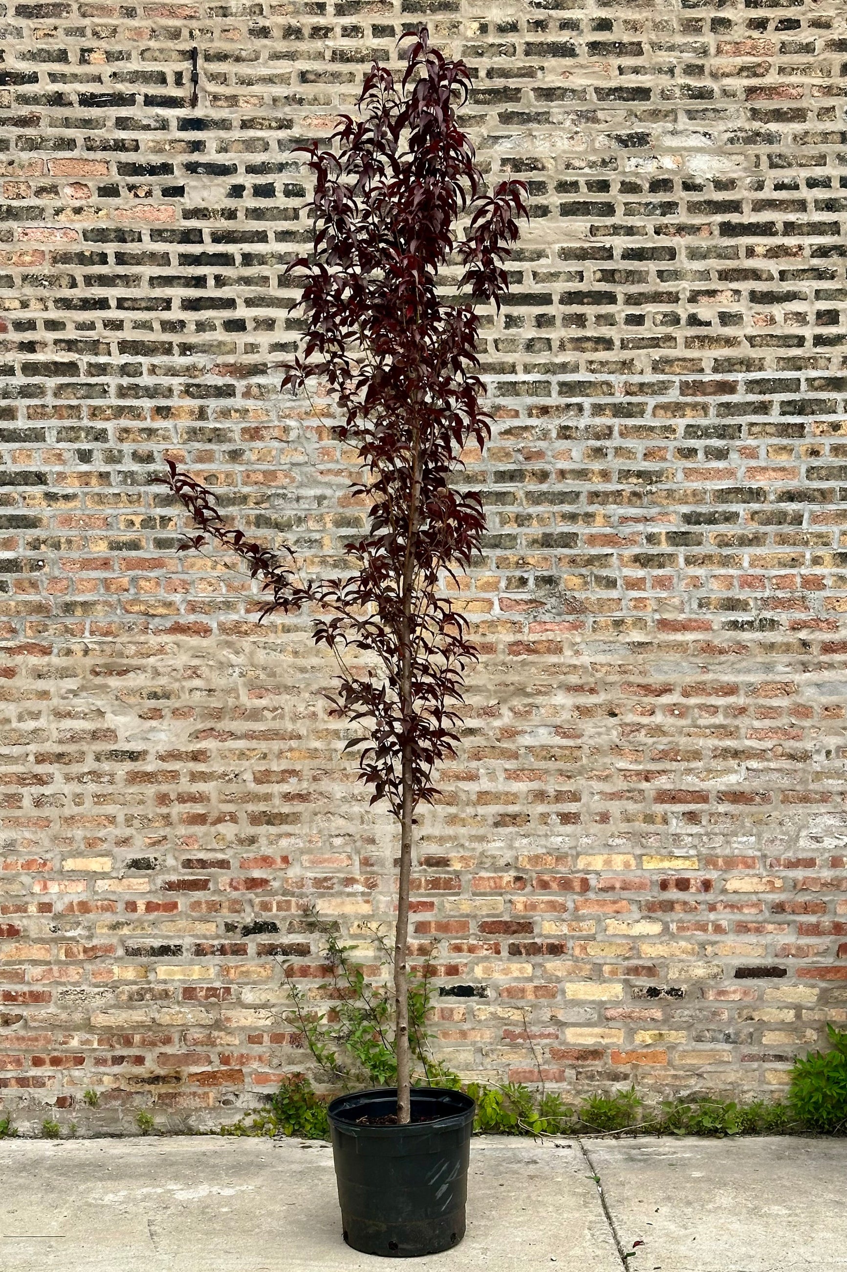 Prunus 'Corinthian Rose' in a #10 growers pot the beginning of June with its rich burgundy leaves.    ©Sprout Home