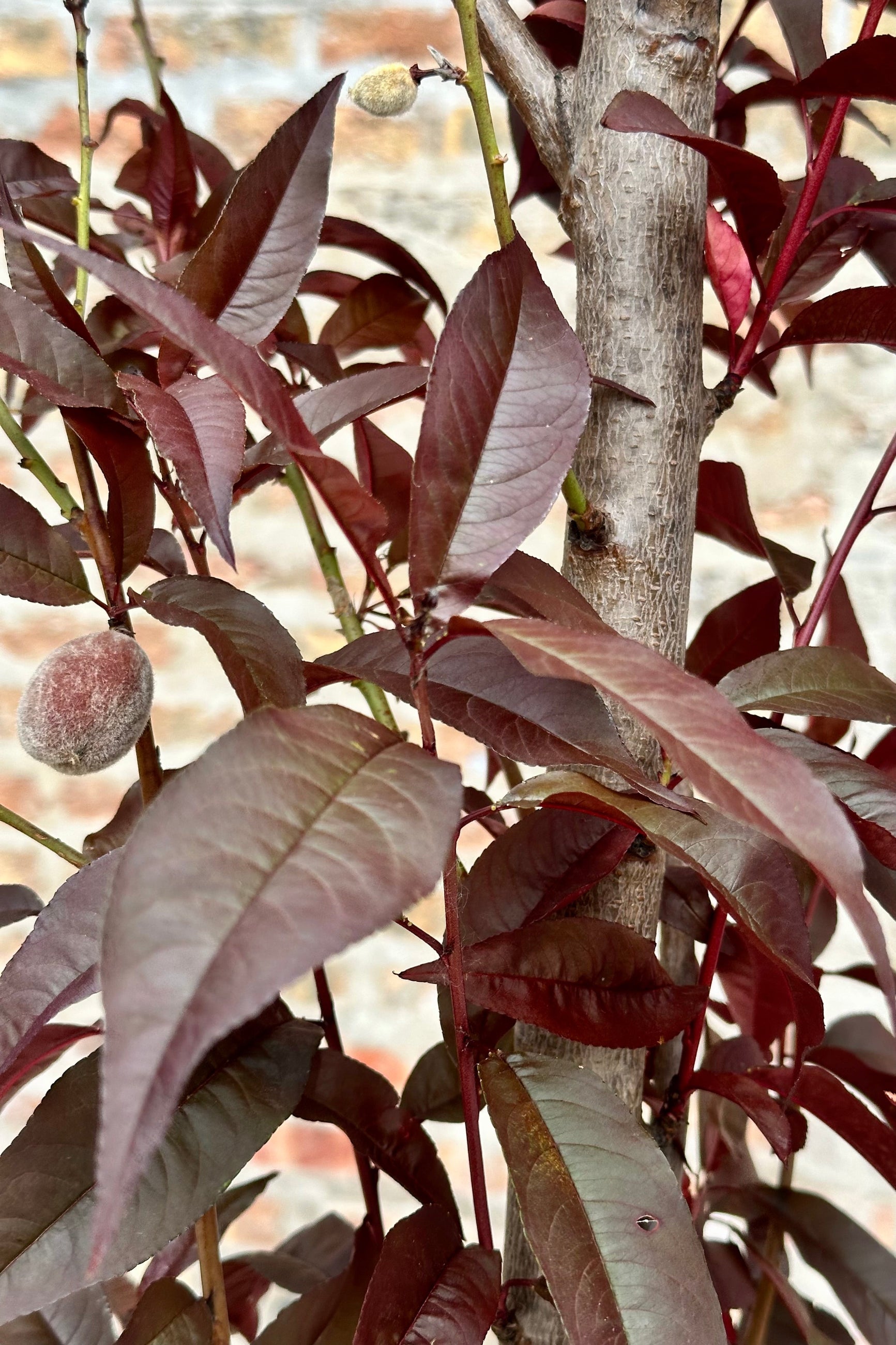 Prunus 'Corinthian Rose' burgundy leaves and the start of fruit the beginning of June at Sprout-home.  ©Sprout Home