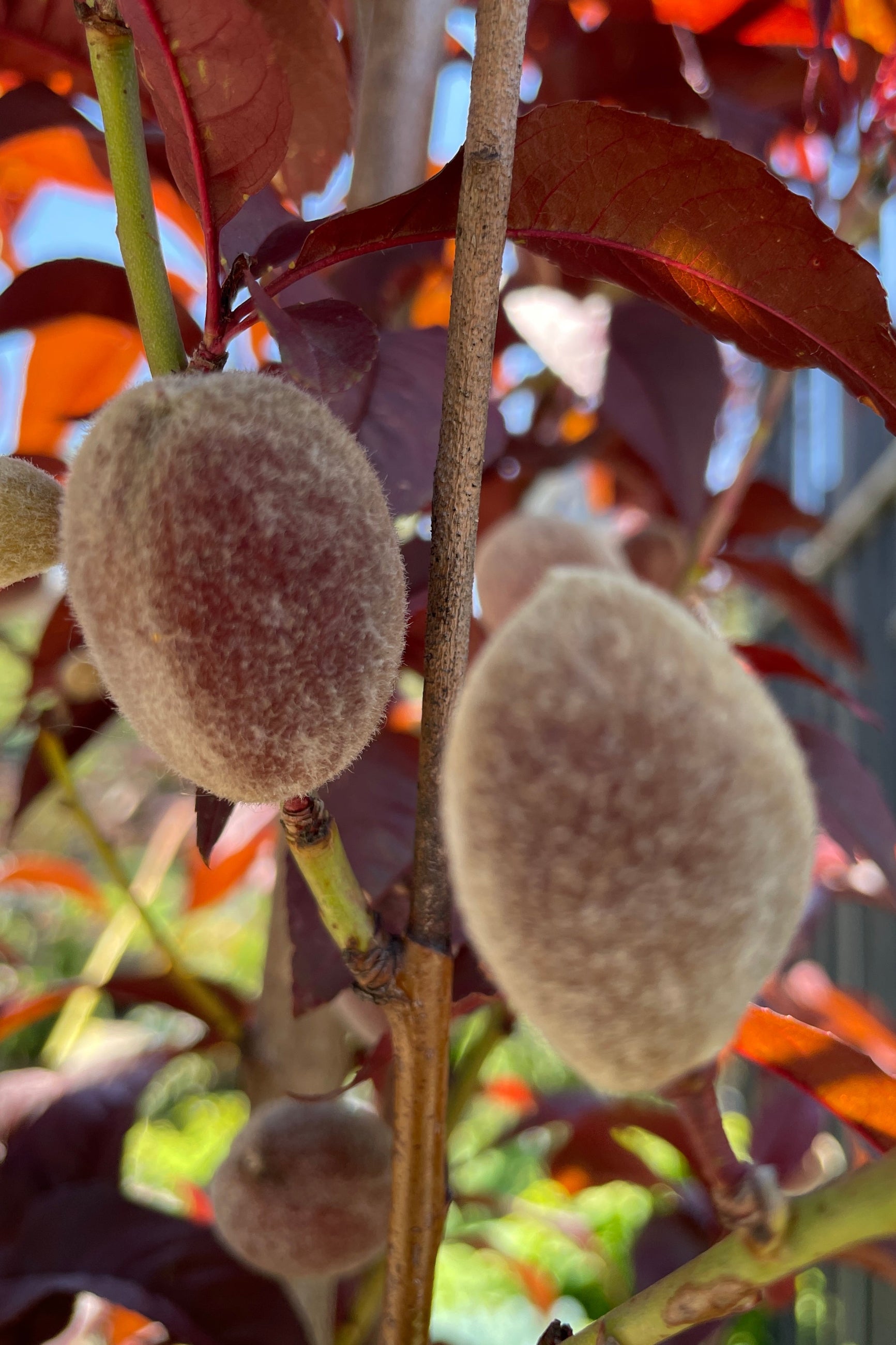 The Corinthian Rose Prunus the beginning of June showing a close up of the beginning of its fuzzy covered fruits.    ©Sprout Home