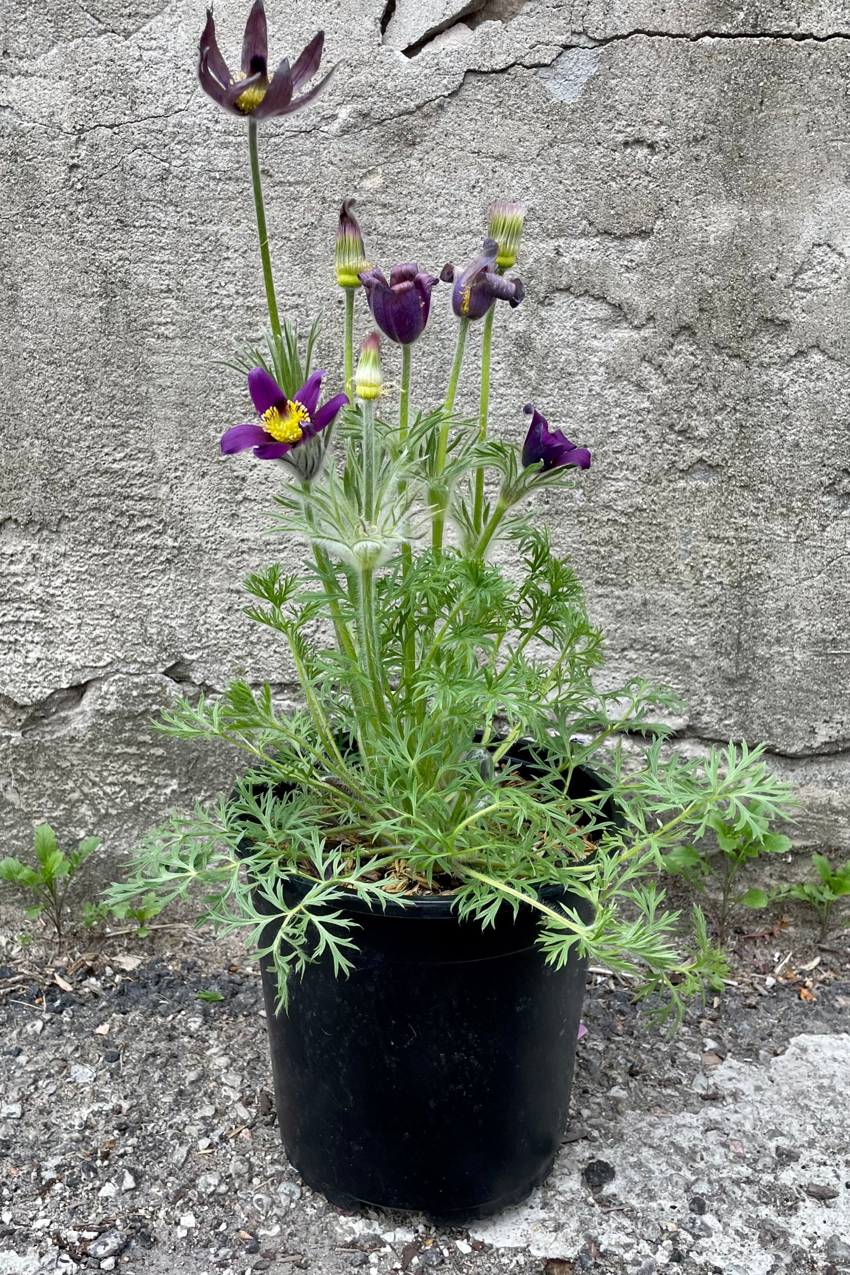 #1 pot size of Pulsatilla vulgarism in full bloom the beginning of May with purple flowers and soft light green foliage in front of a concrete wall.  ©Sprout Home