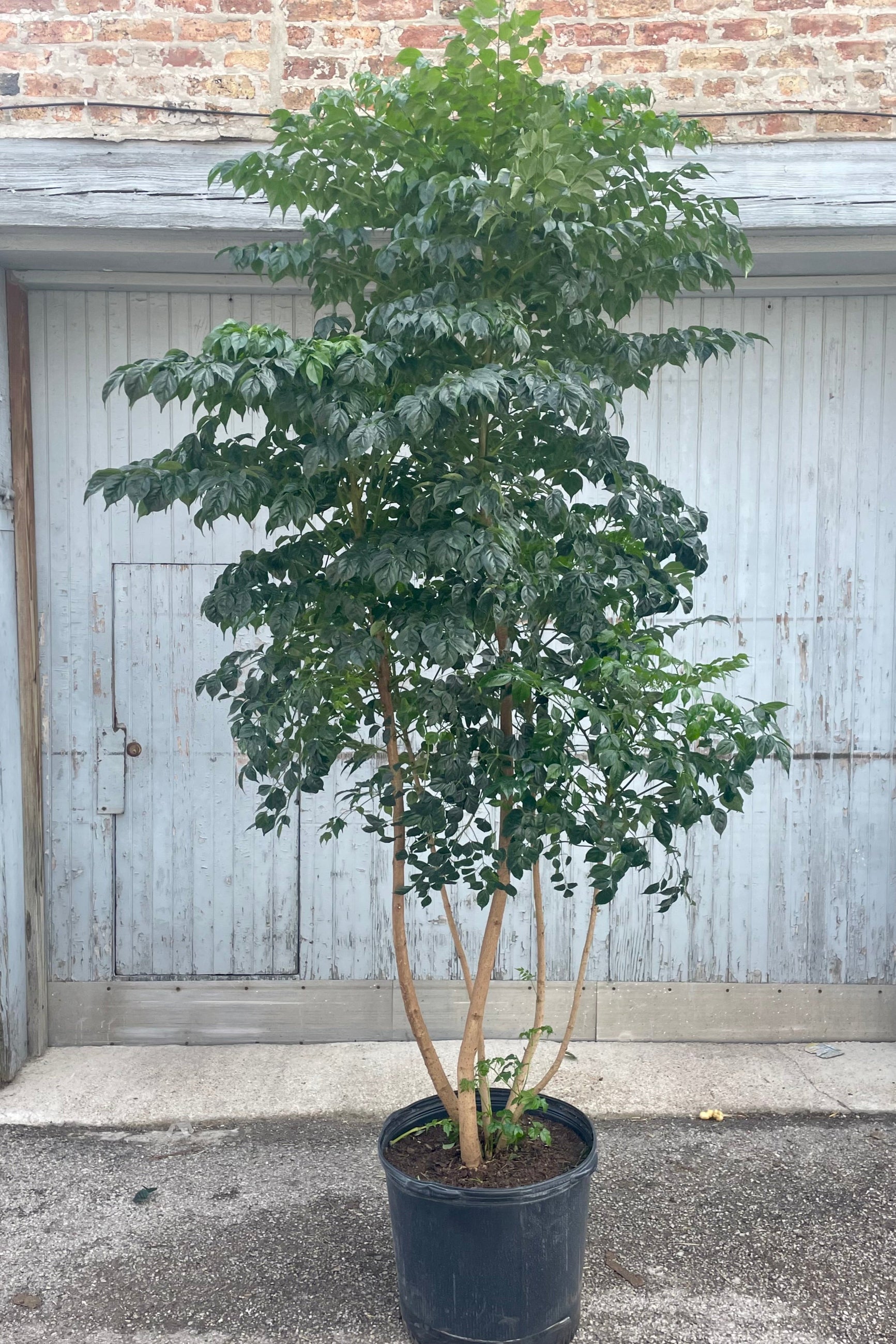 Photo of a specimen multi-trunk Radermachera sinica tree in a black pot in front of a gray and brick wall.
