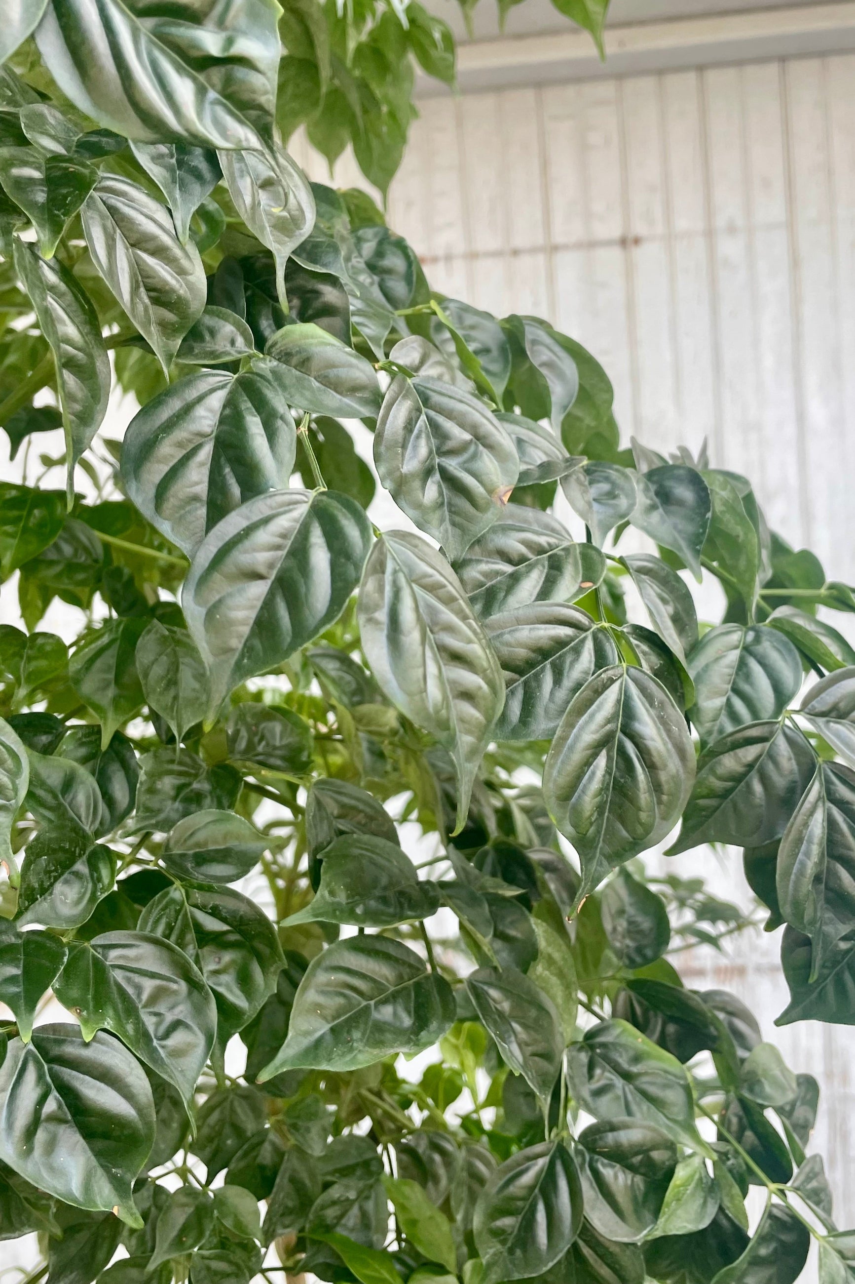 Close photo of small, glossy green leaves in front of a gray wall. The leaves belong to a Radermachera tree.
