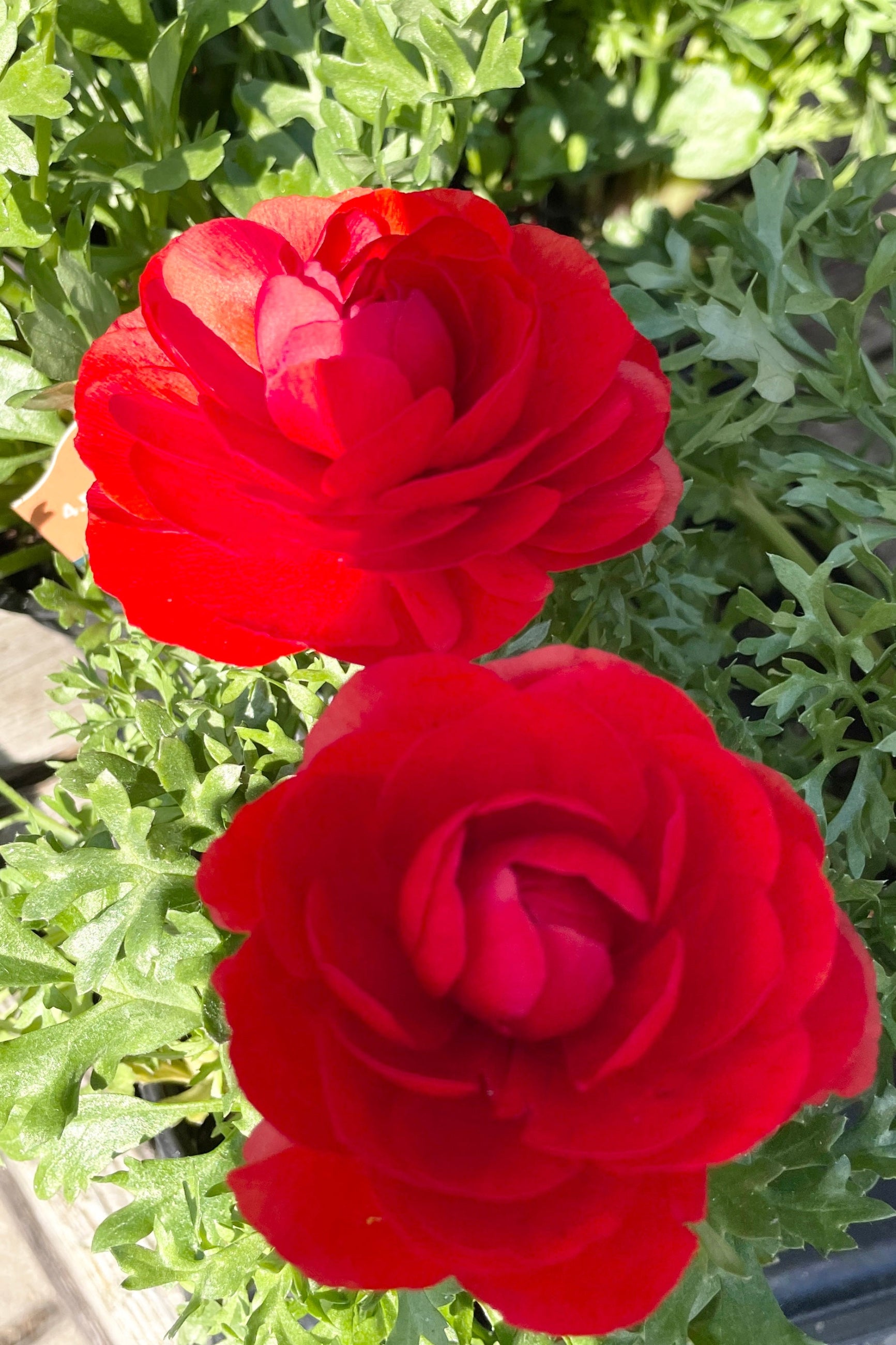 Ranunculus 'Mache Red' annual two bright and deep red flowers at Sprout-home.  ©Sprout Home