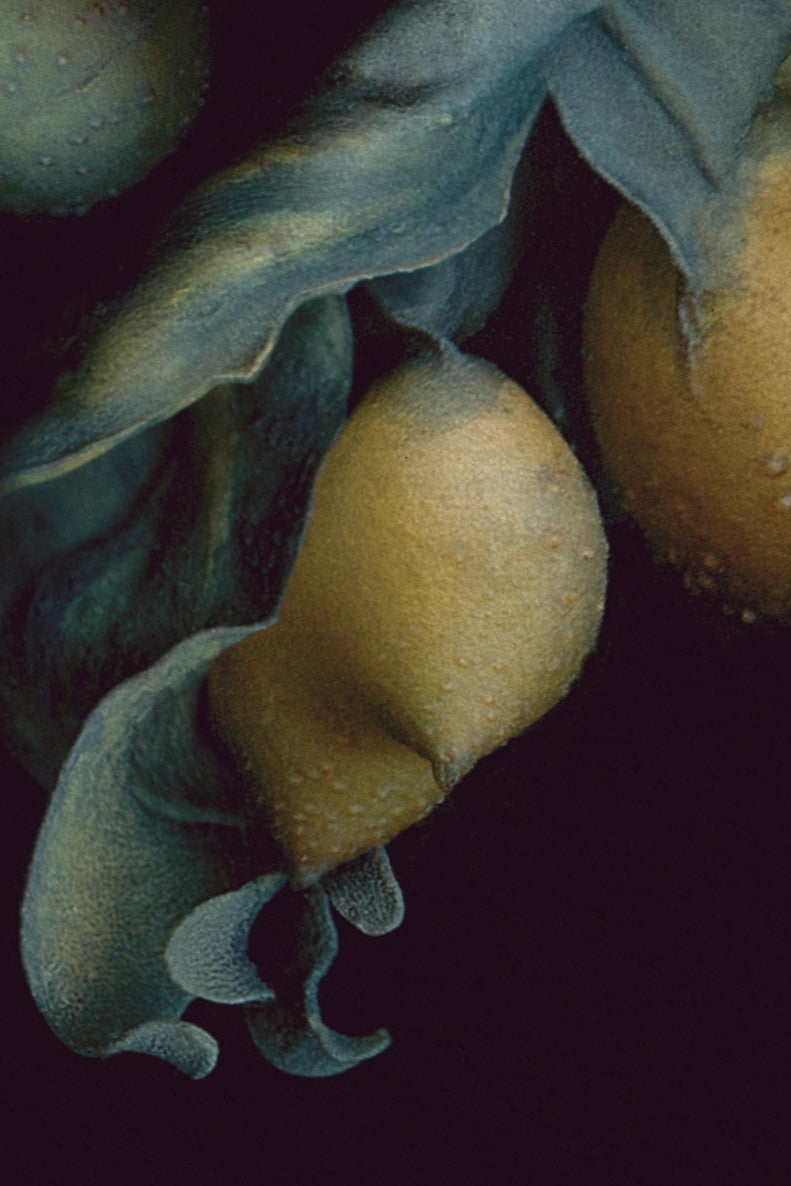 The Fucus Vesiculosus card detail ©Raoul & Simone