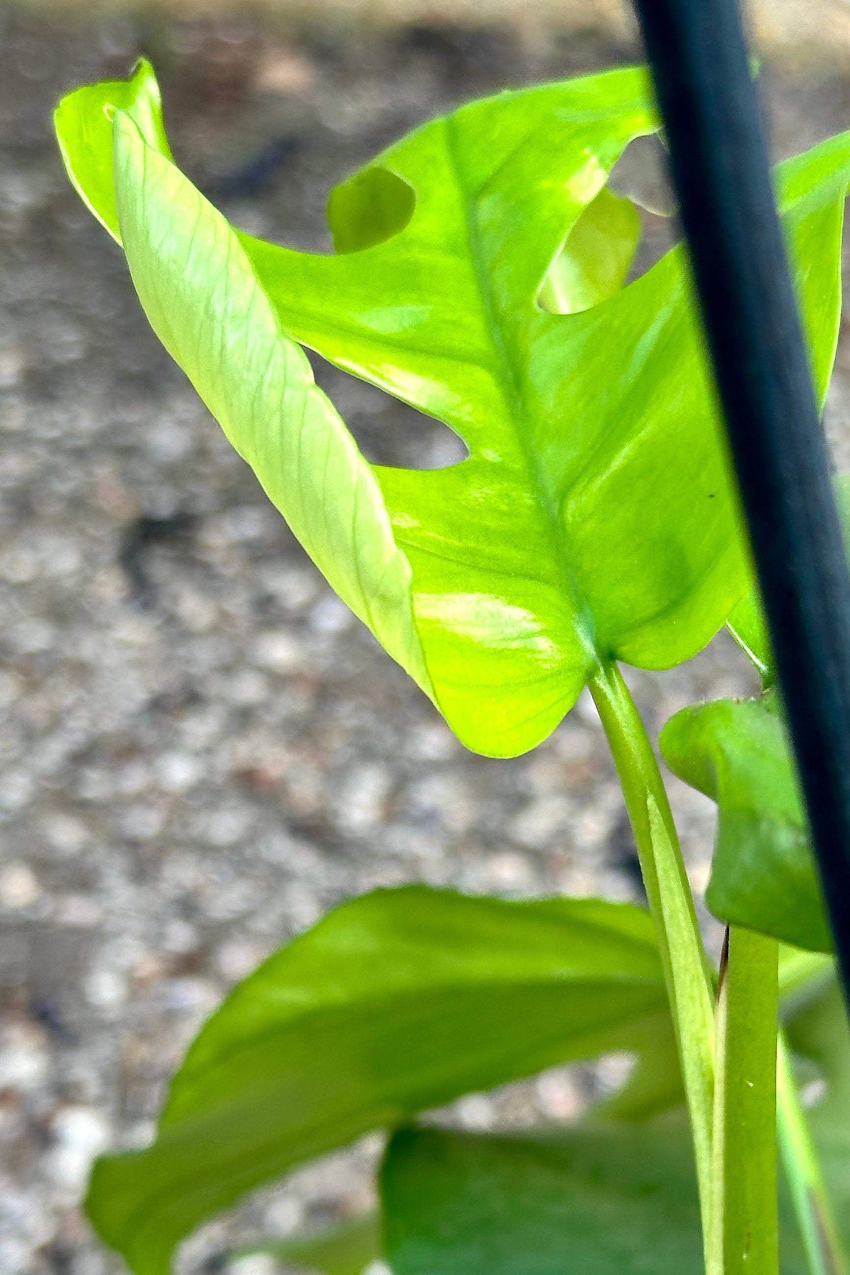 Rhaphidophora tetrasperma 6"