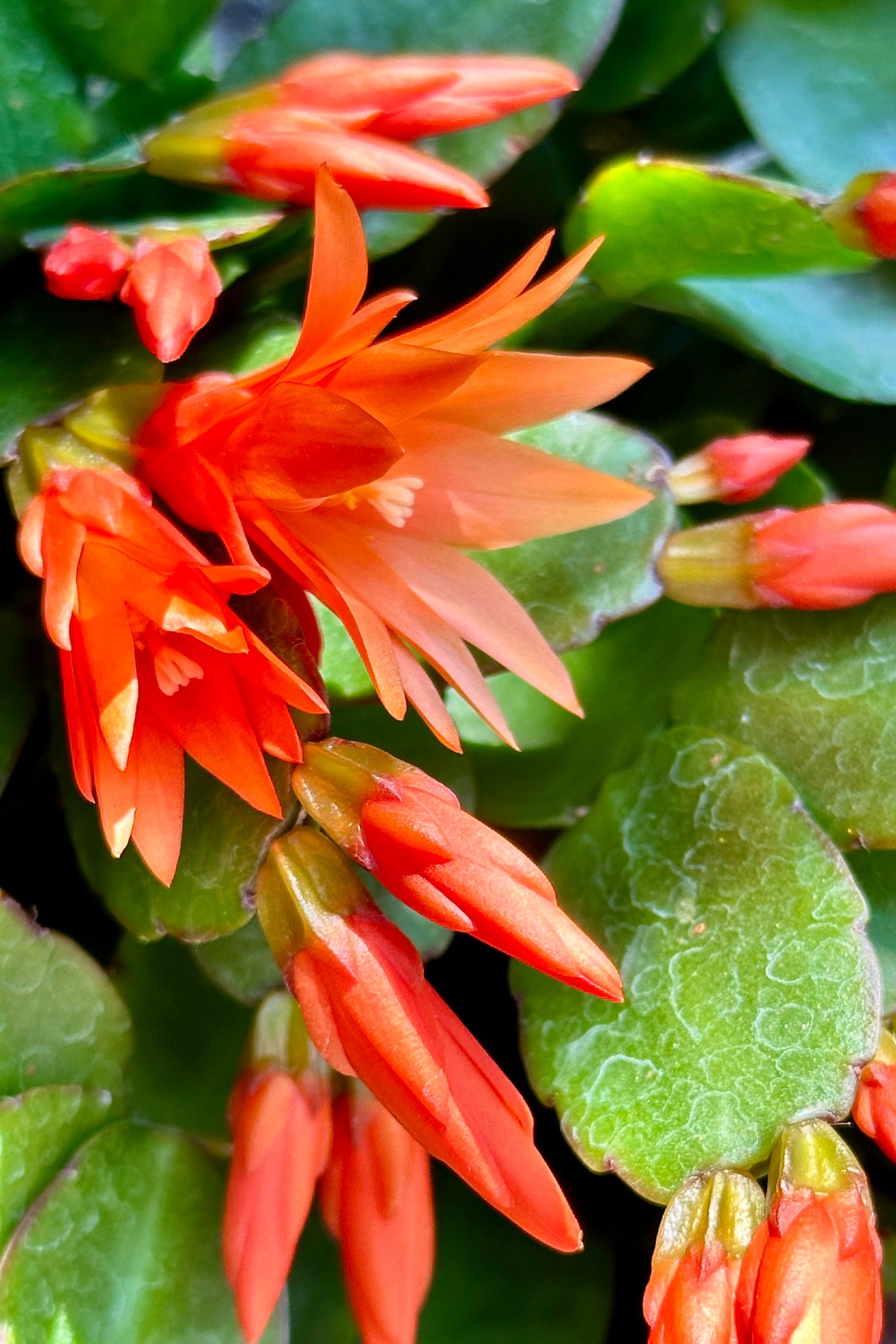 A Spring Cactus with orange bud and blooms up close at Sprout-home. ©Sprout Home