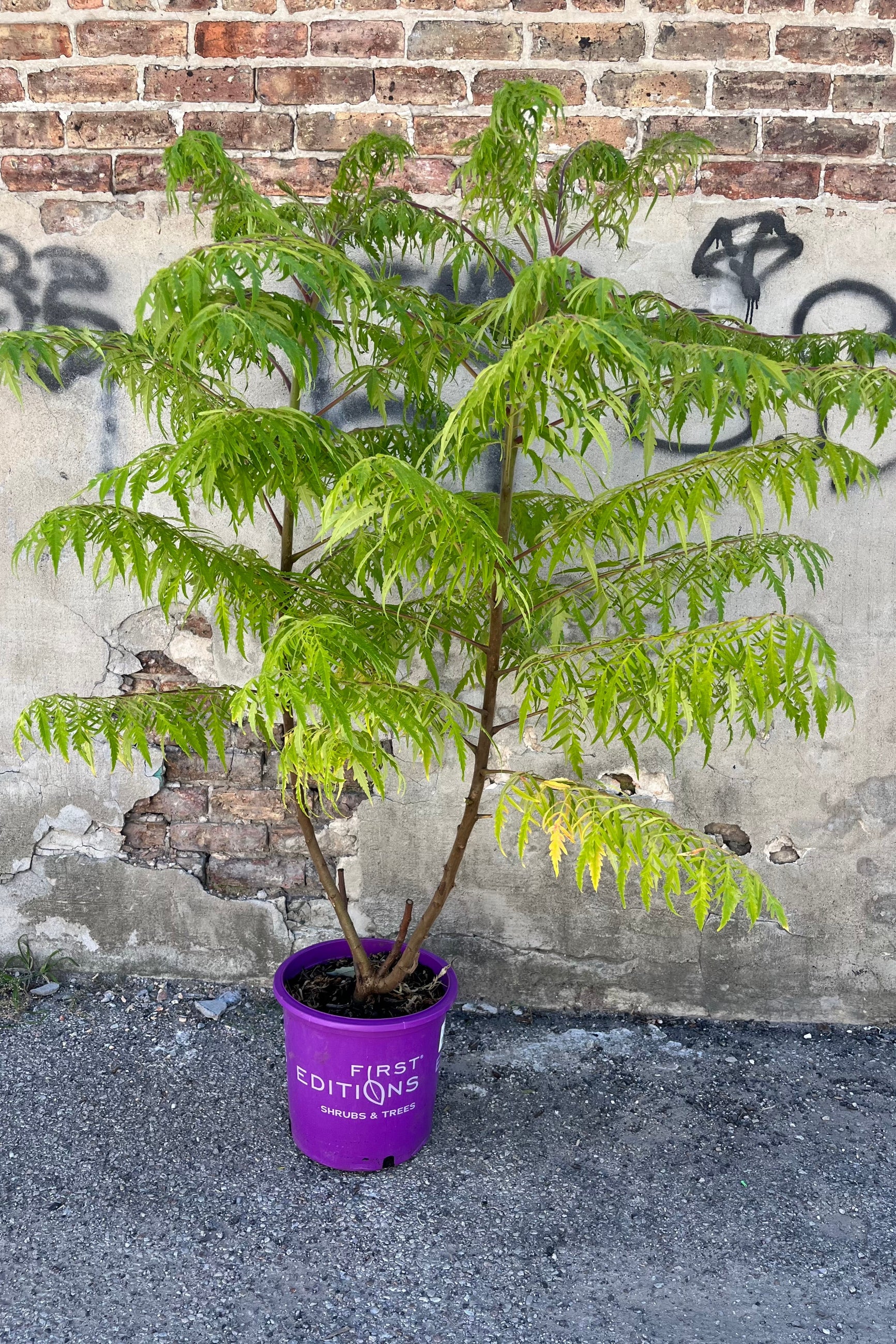 image of Rhus typhina 'Bailtiger', or 'Tiger Eyes' cutleaf staghorn sumac, showing it's chartreuse green new growth   ©Sprout Home