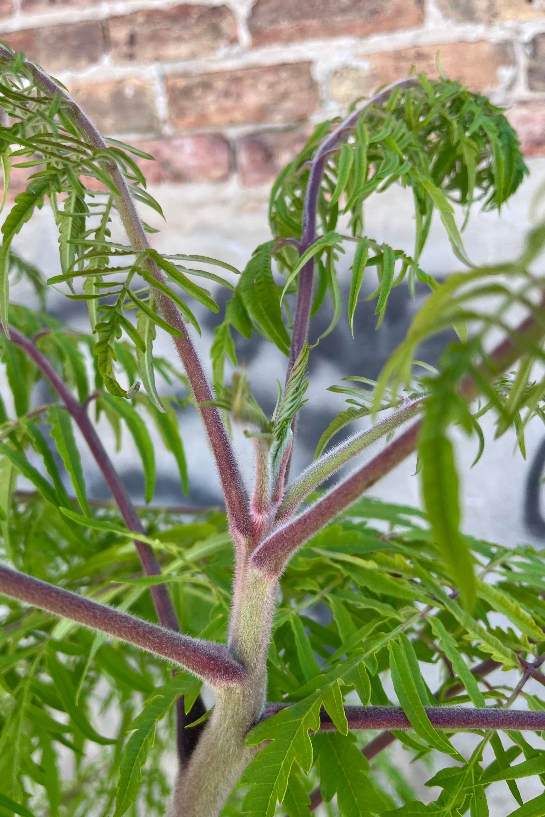 detail of Rhus typhina 'Bailtiger', or 'Tiger Eyes' cutleaf staghorn sumac, showing it's pink furry stems and bright chartreuse foliage in late August at Sprout-home   ©Sprout Home