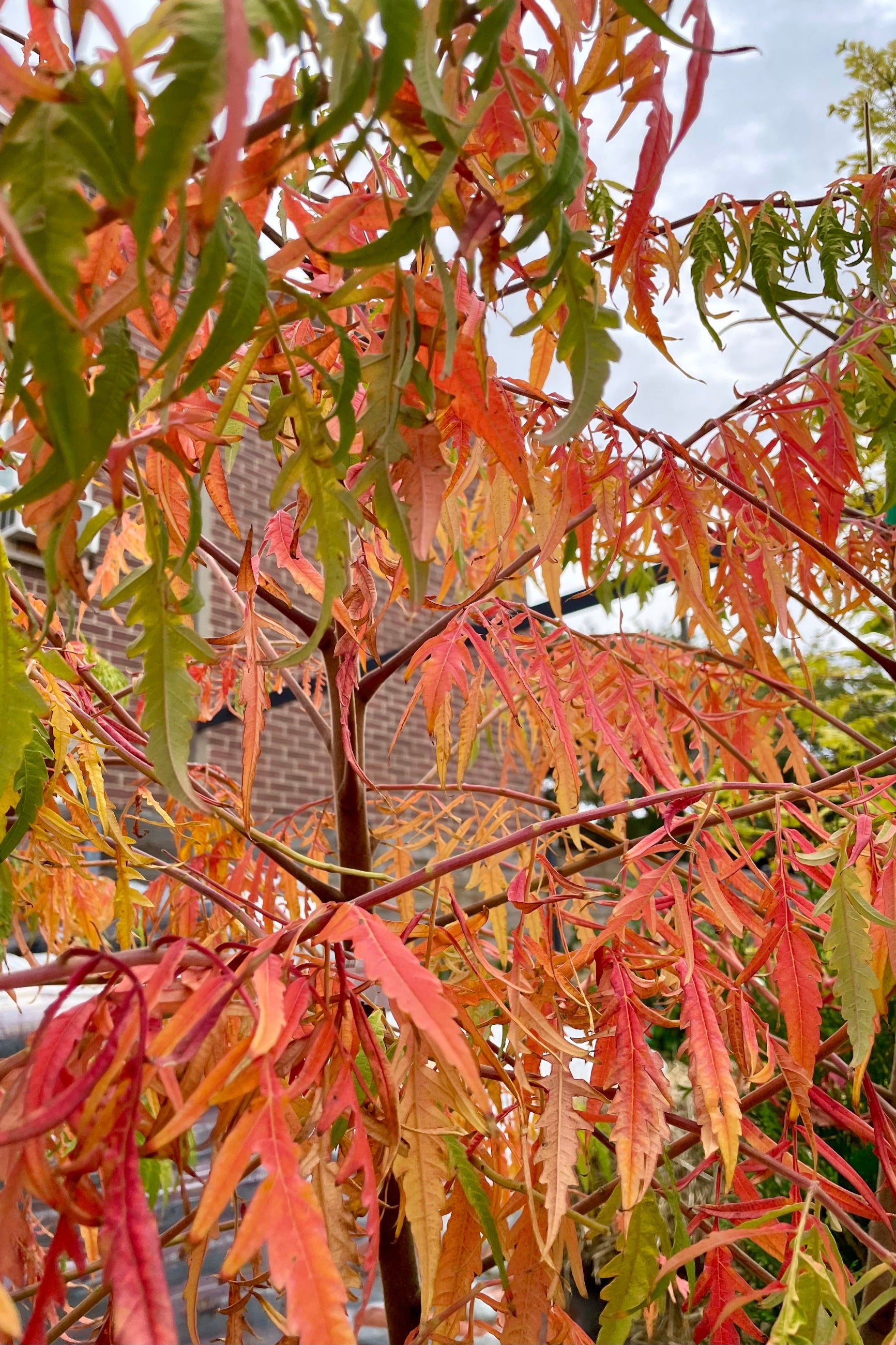 Fall coloration of the Rhus 'Tiger Eye' the beginning of October    ©Sprout Home