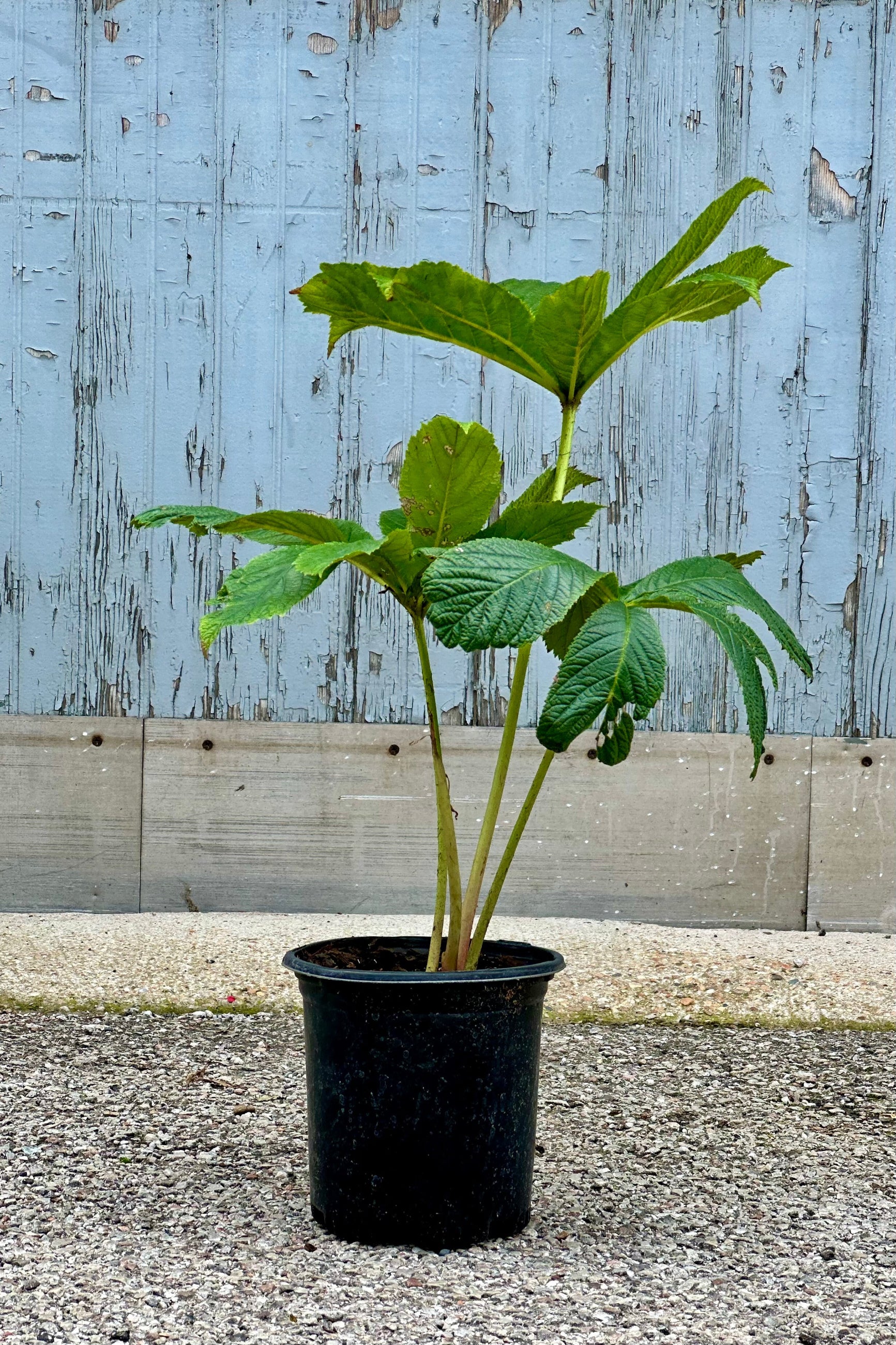 Rodgersia aesculifolia in a #1 growers put with green leaves mid July  ©Sprout Home