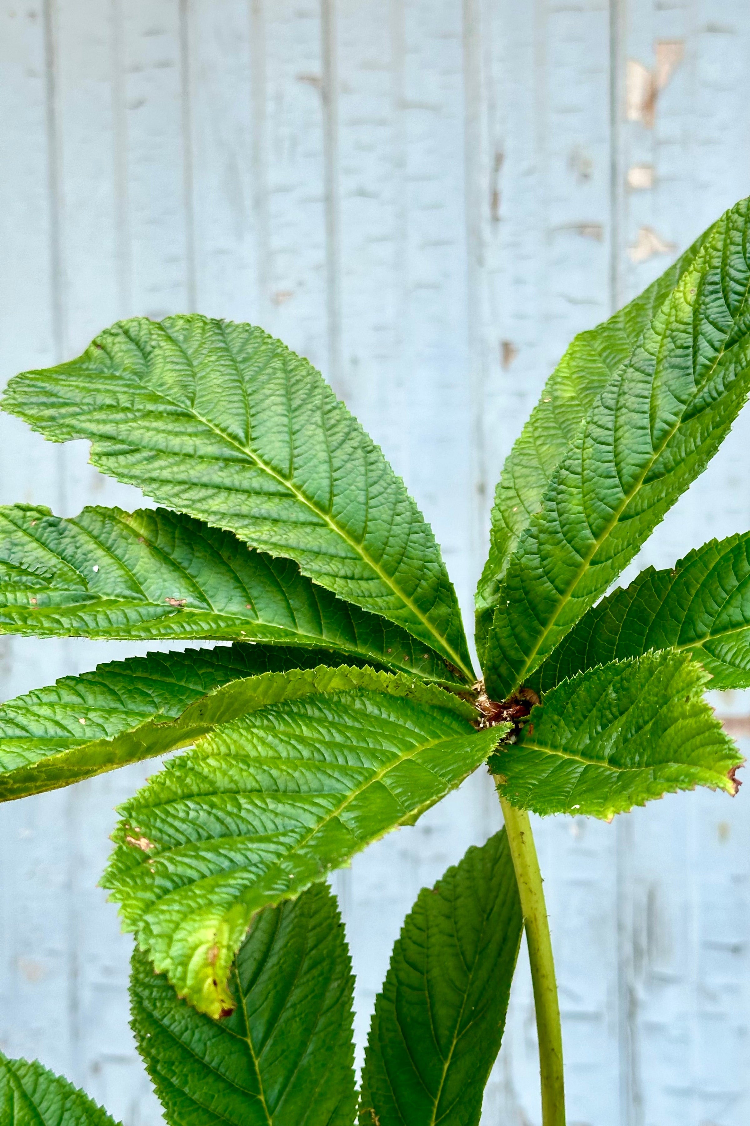 The green ovate defined leaves of Rodgersia aesculifolia mid July at Sprout-home.  ©Sprout Home