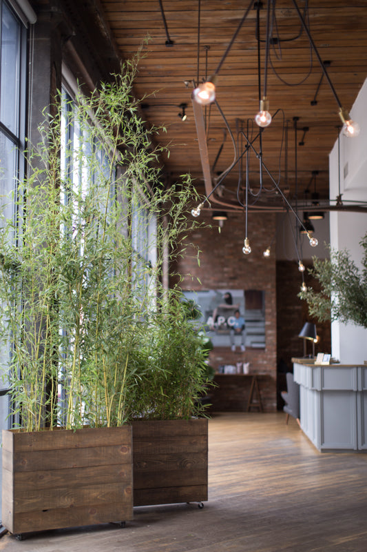 bamboo planted wood containers in the lobby of the Wythe Hotel by Sprout-home