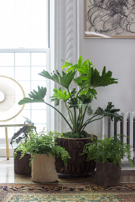 A series of woodland planters with a selection of plants in a clients home by Sprout-home. 