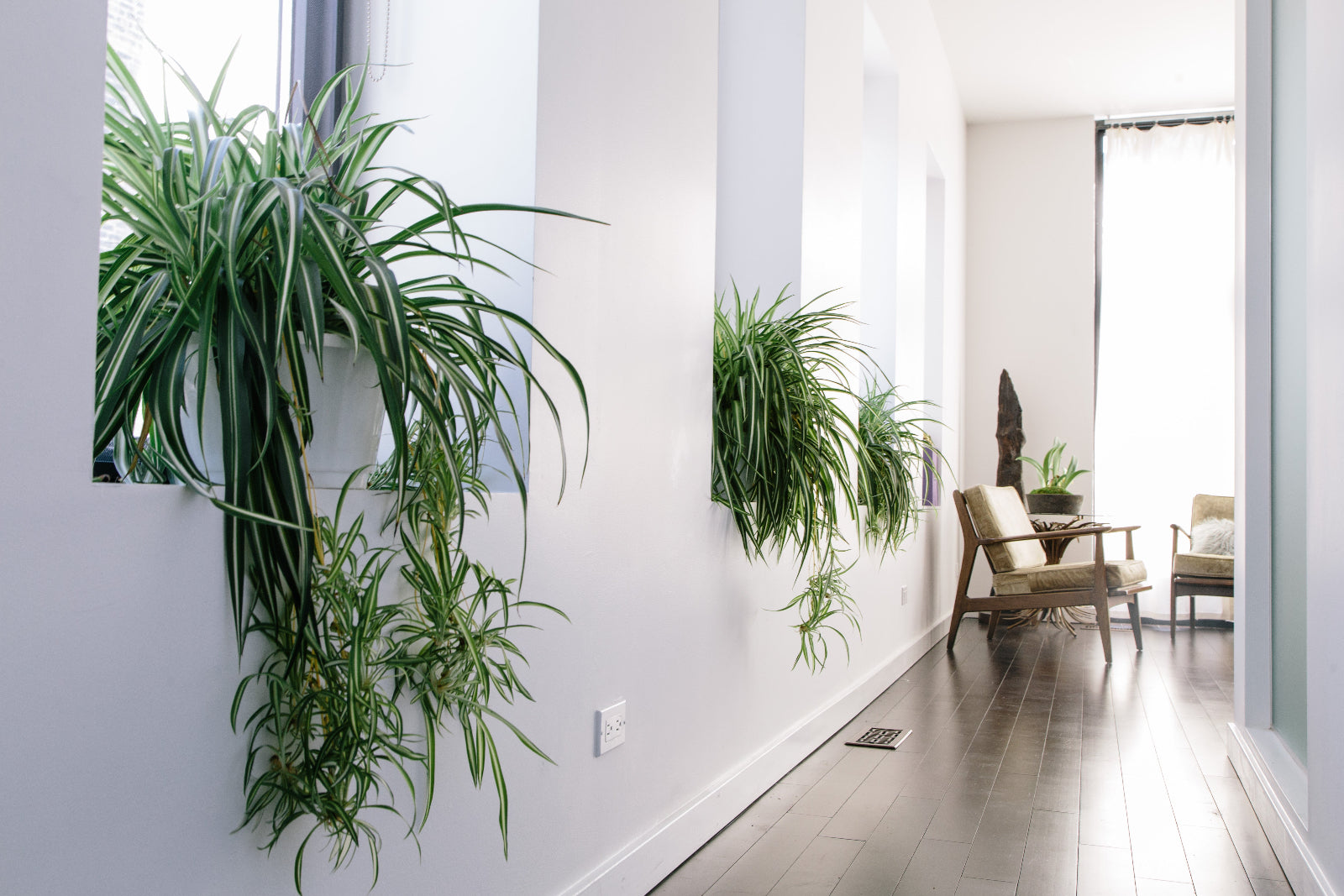 row of spider plants in the window wells in a white hallway by Sprout-home