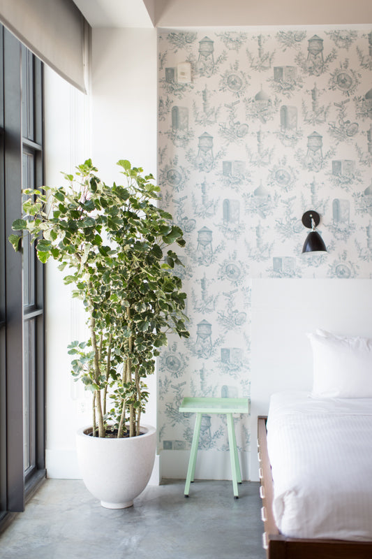 Variegated Aralia in a white pot by Sprout-home in a bedroom near a window.