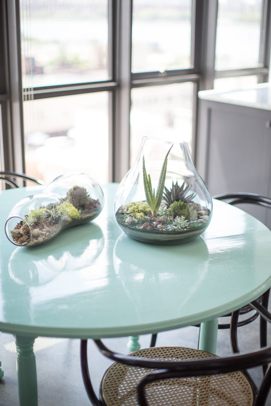 Terrariums on a blue table at Wythe Hotel by Sprout-home