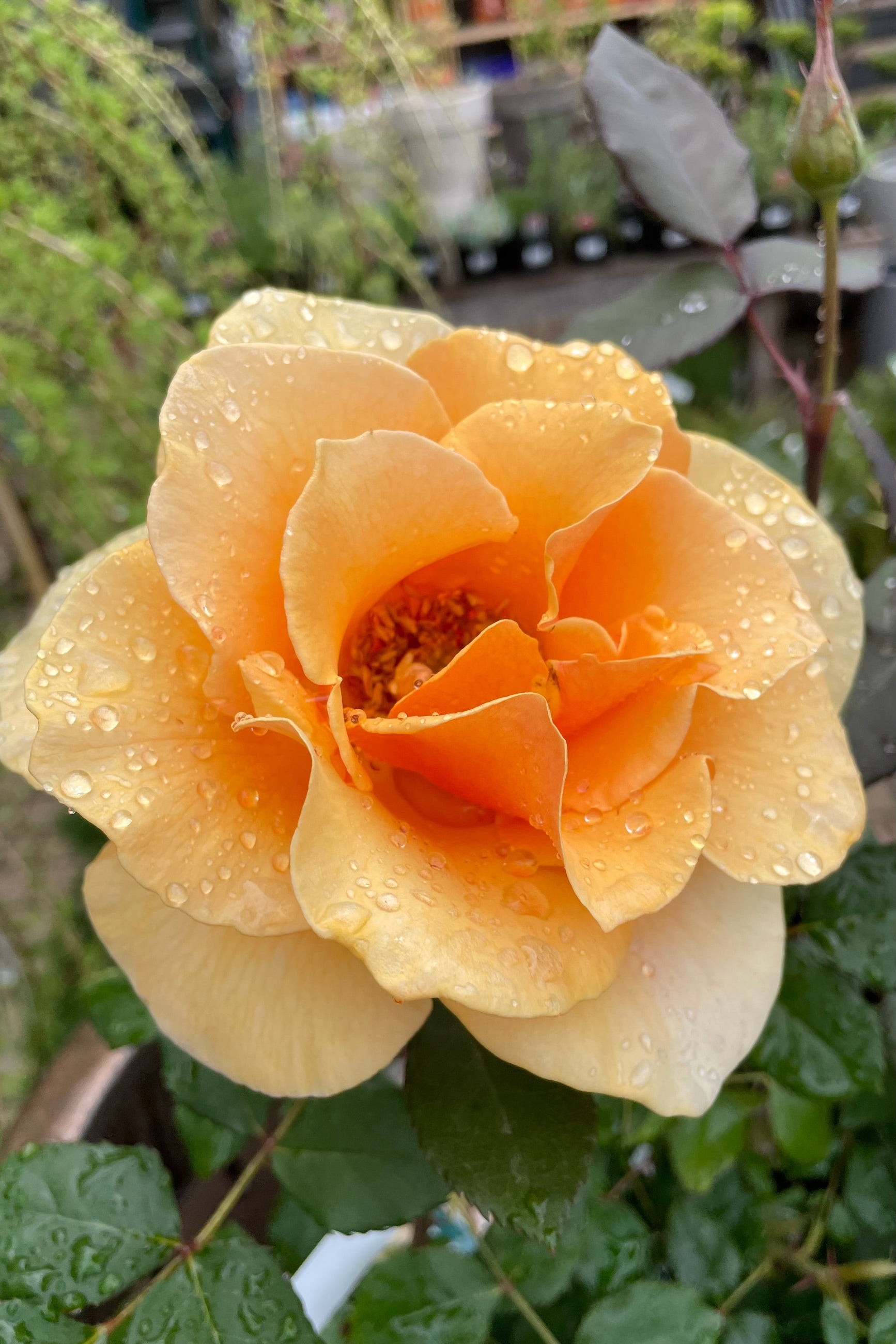 The salmon peach colored open bloom of the 'Brandy' rose the middle of May as the bush starts its summer bloom cycle.  ©Sprout Home