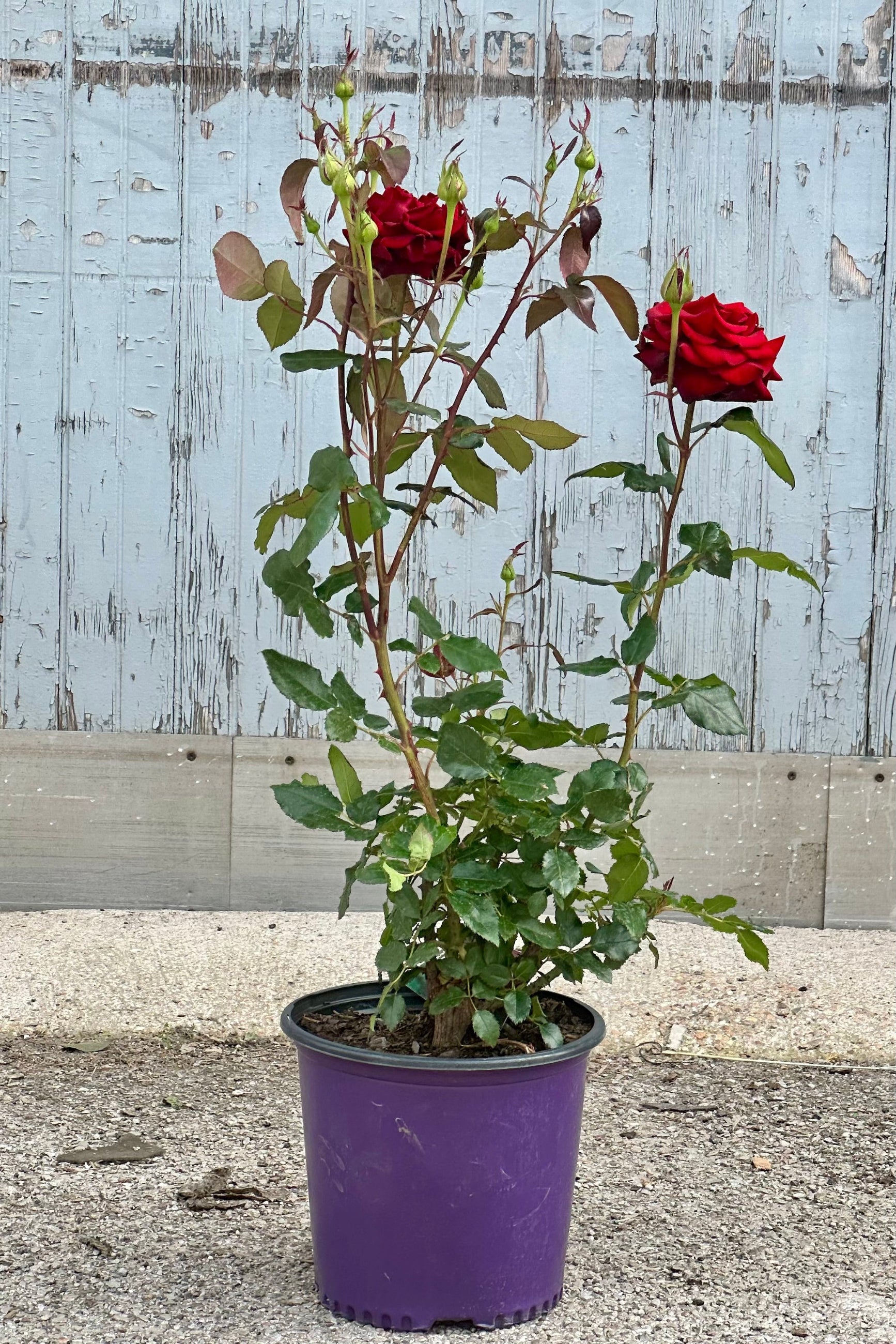Rosa 'Black Magic' in bloom with red flowers in a #3 growers pot in front of a wood wall at Sprout-home.  ©Sprout Home