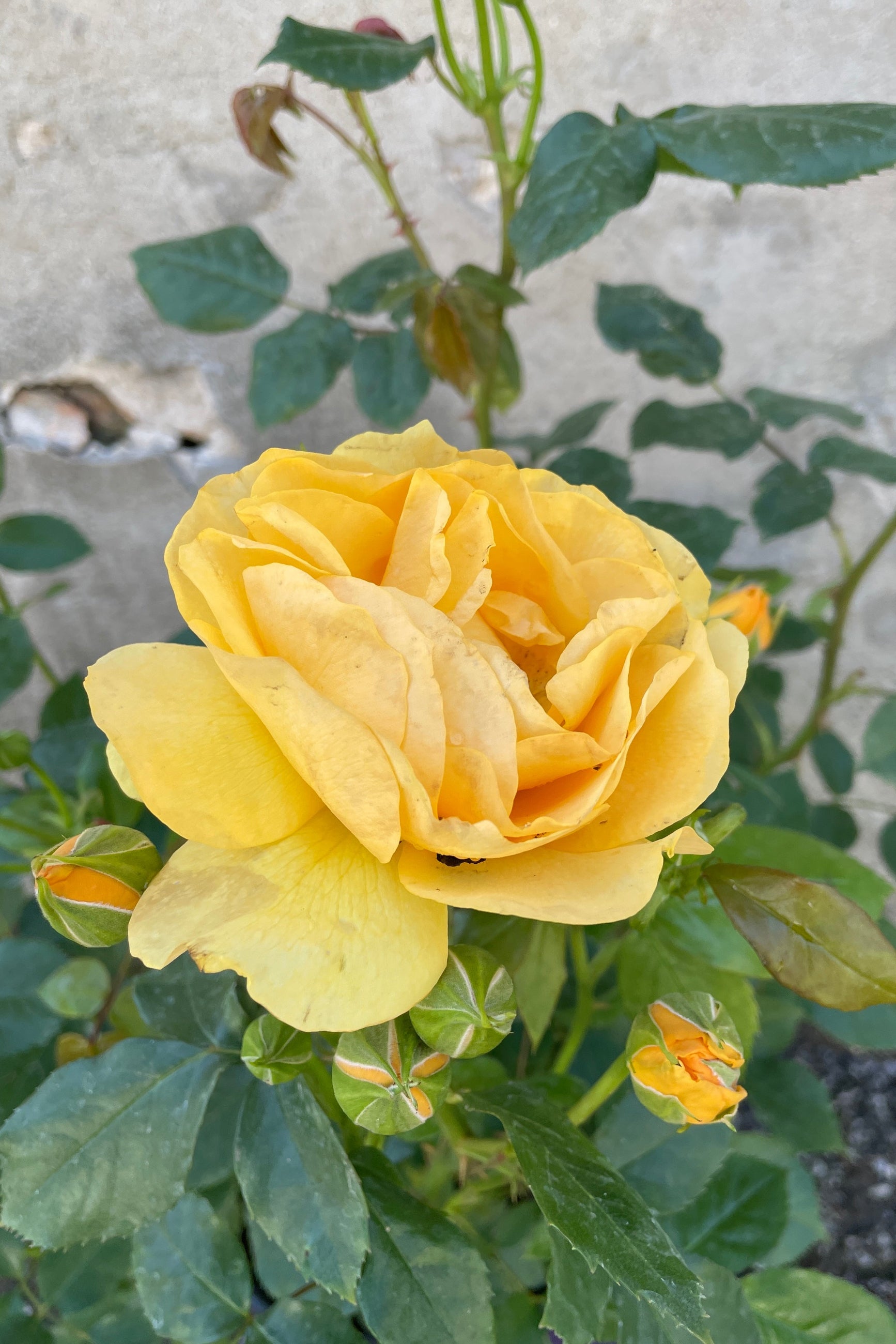 The large deep yellow flower bloom mid May of the Rosa 'Julia Child' at Sprout-home. ©Sprout Home