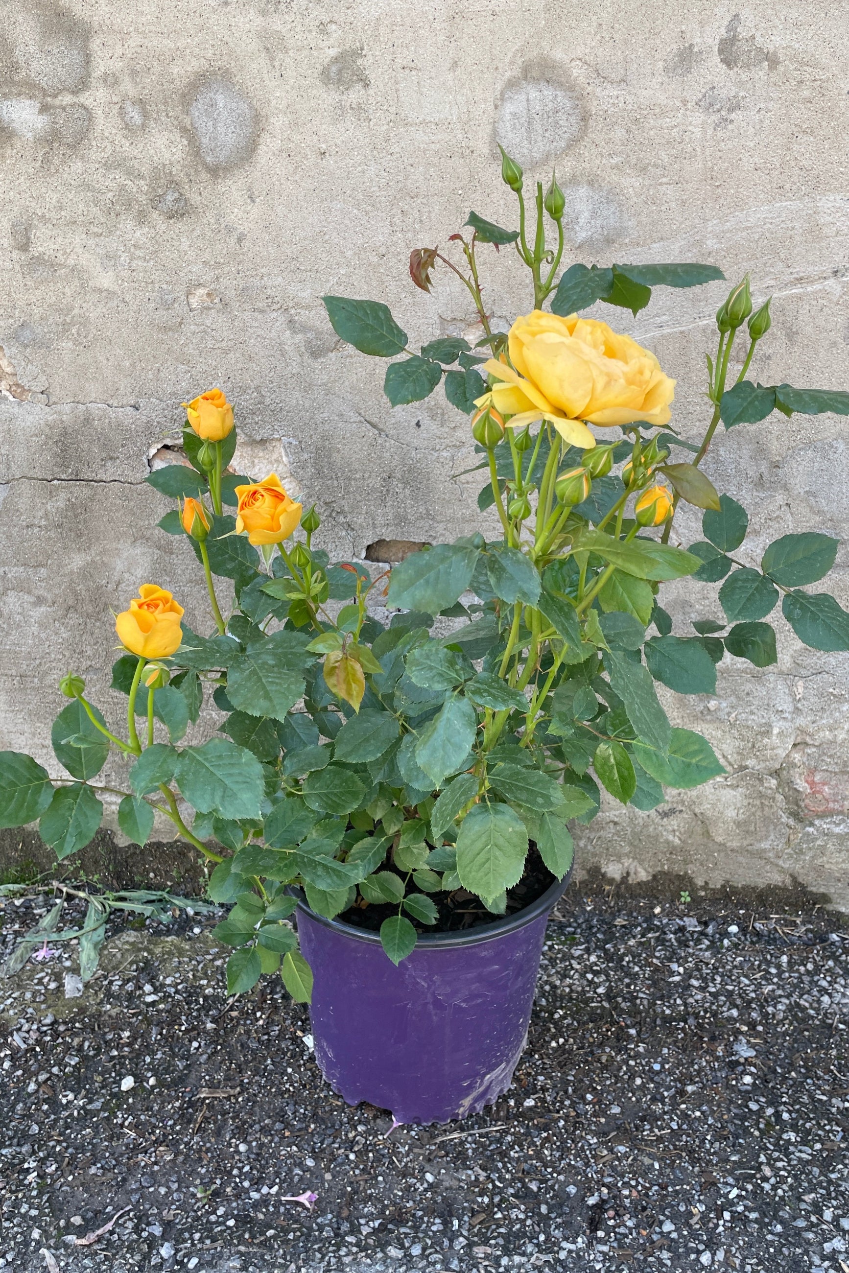Rosa 'Julia Child' rose bush middle of May in a #3 growers pot at Sprout-home against a concrete wall.  ©Sprout Home