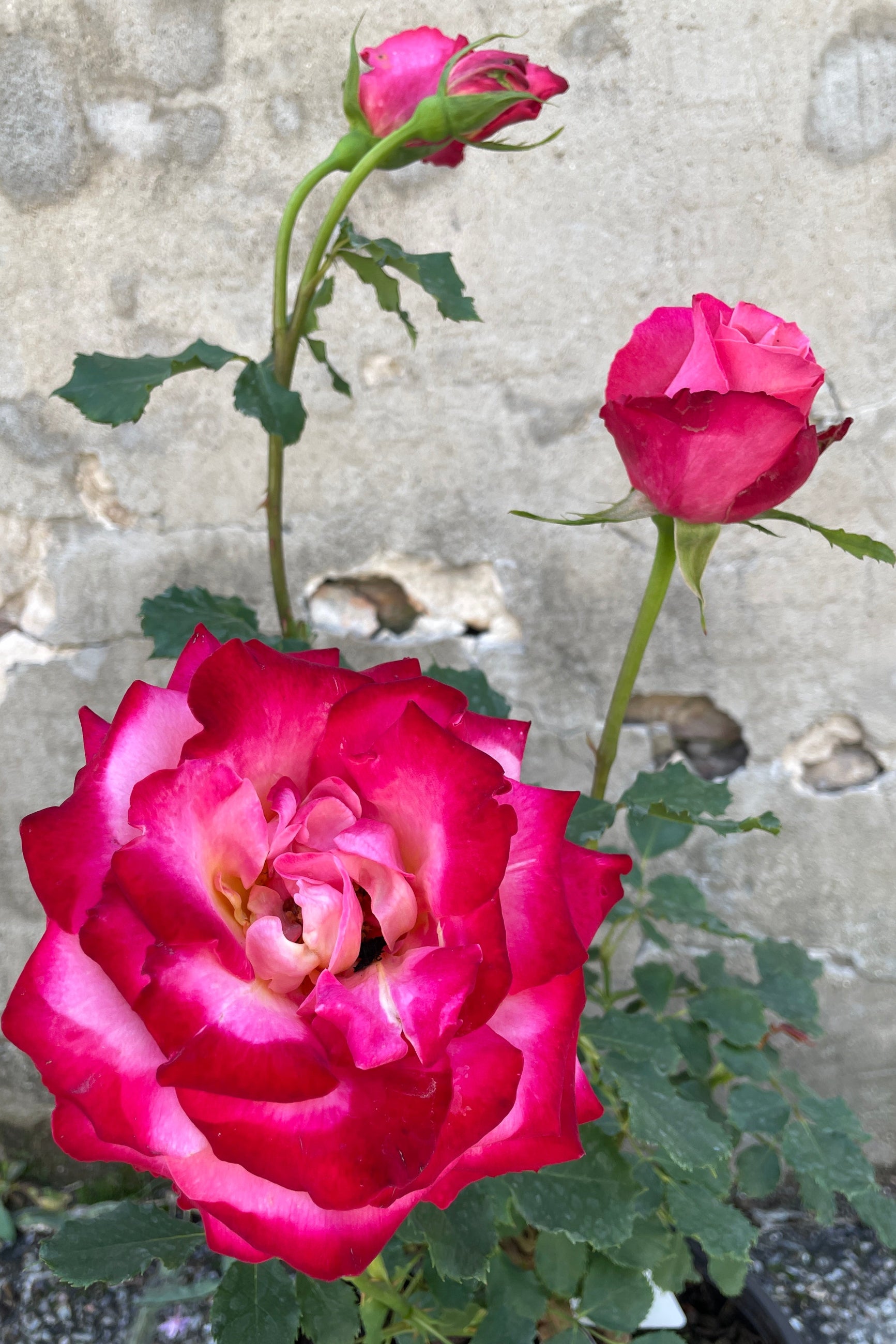 The bright red pink ruffled bloom of the Rosa 'Mon Cheri' the middle of May at Sprout-home. ©Sprout Home