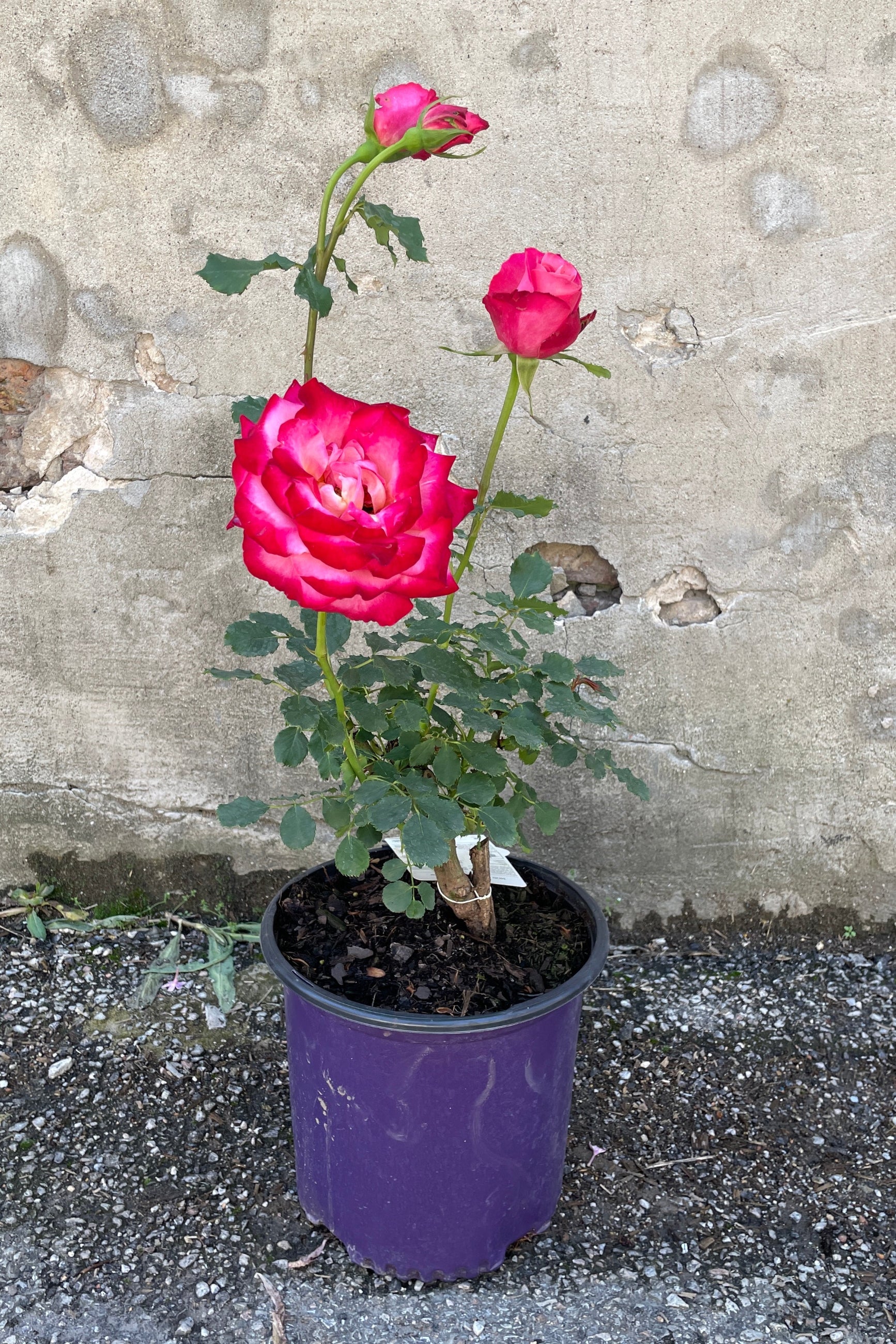 Rosa 'Mon Cheri' rose in a #3 growers pot in bloom the middle of May at Sprout-home. ©Sprout Home